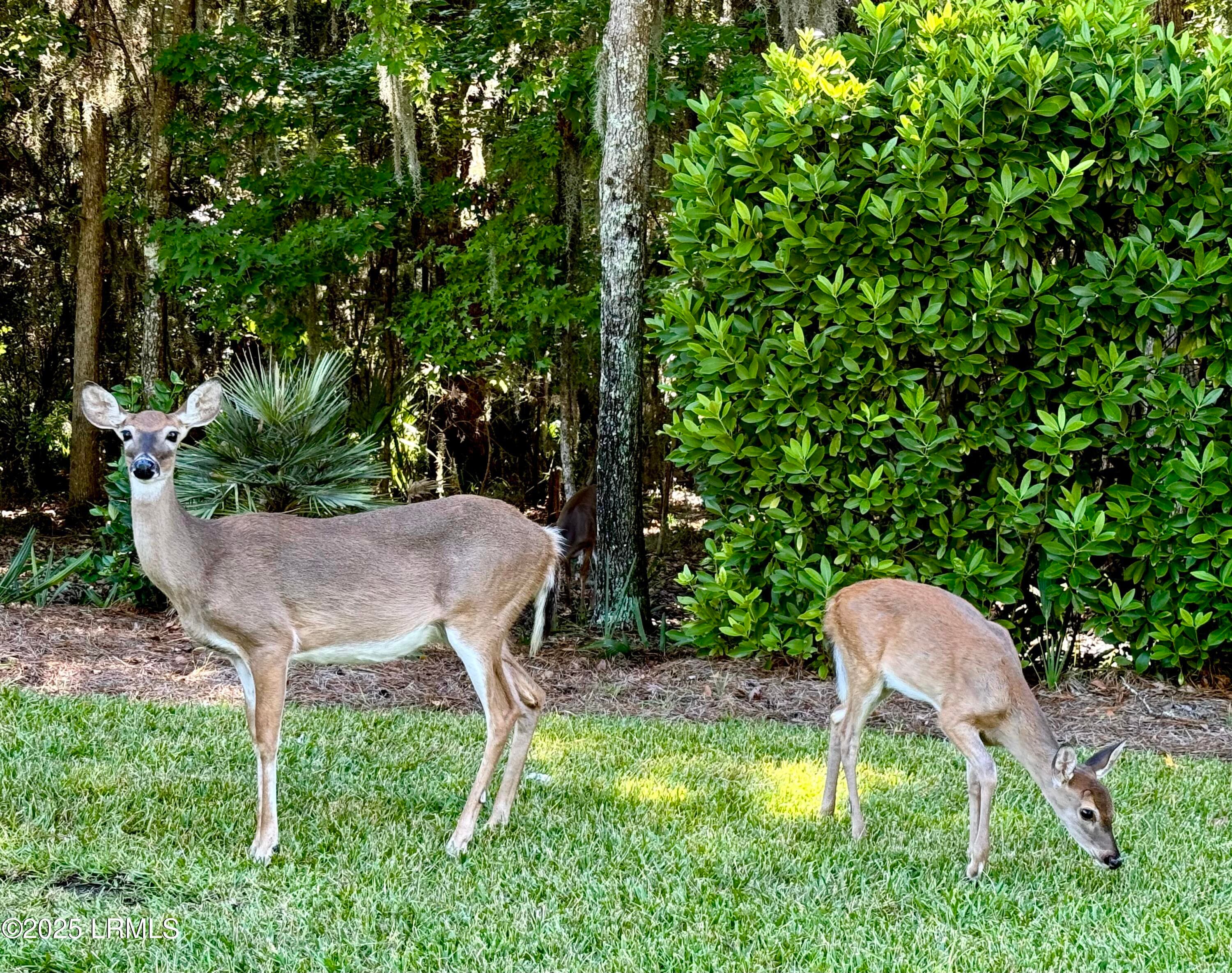 Fauna - 324 De La Gaye Point, Beaufort, SC 29902
