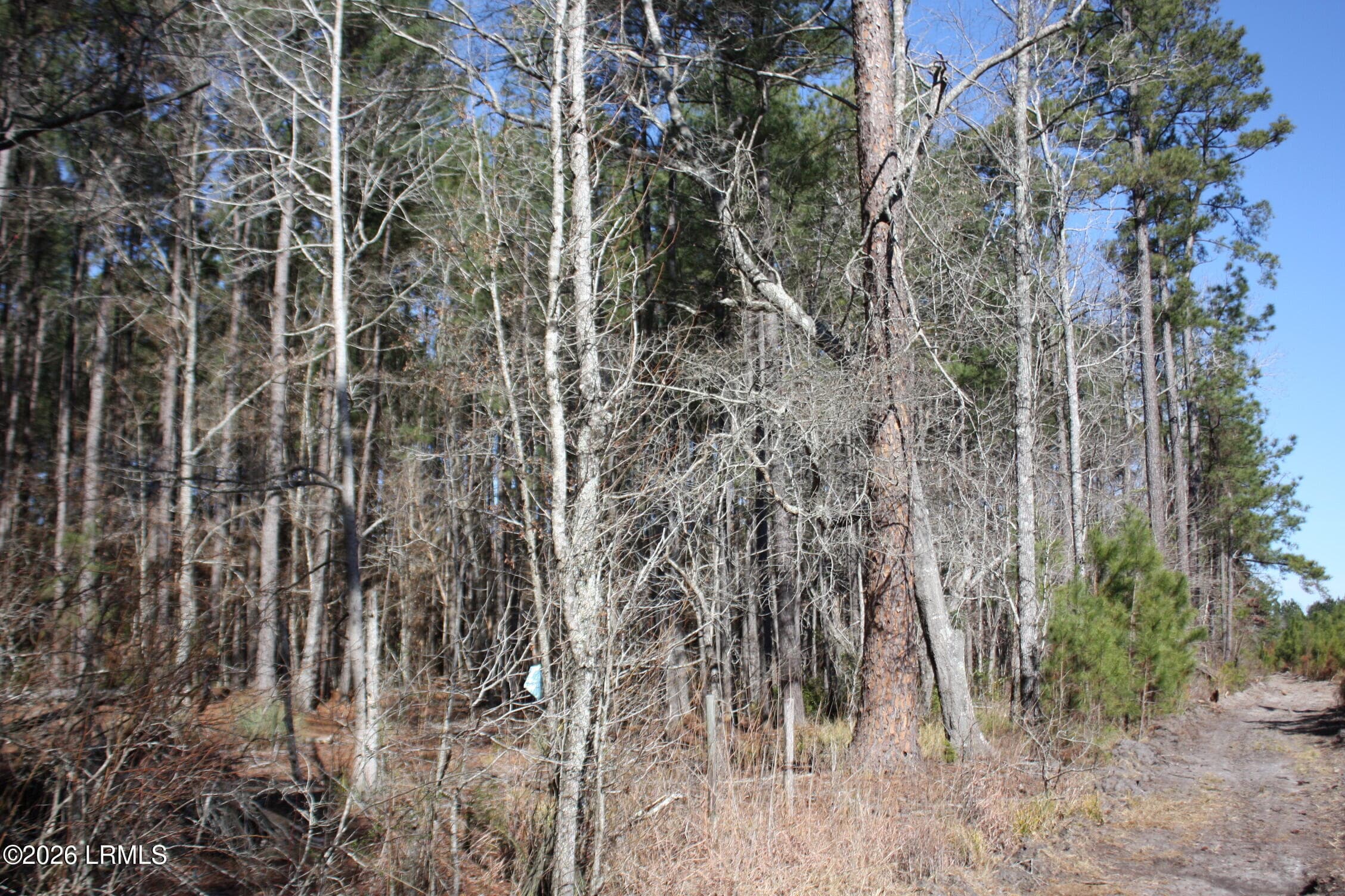IMG_9021 - 2650 Joe Miley Road, Brunson, SC 29911