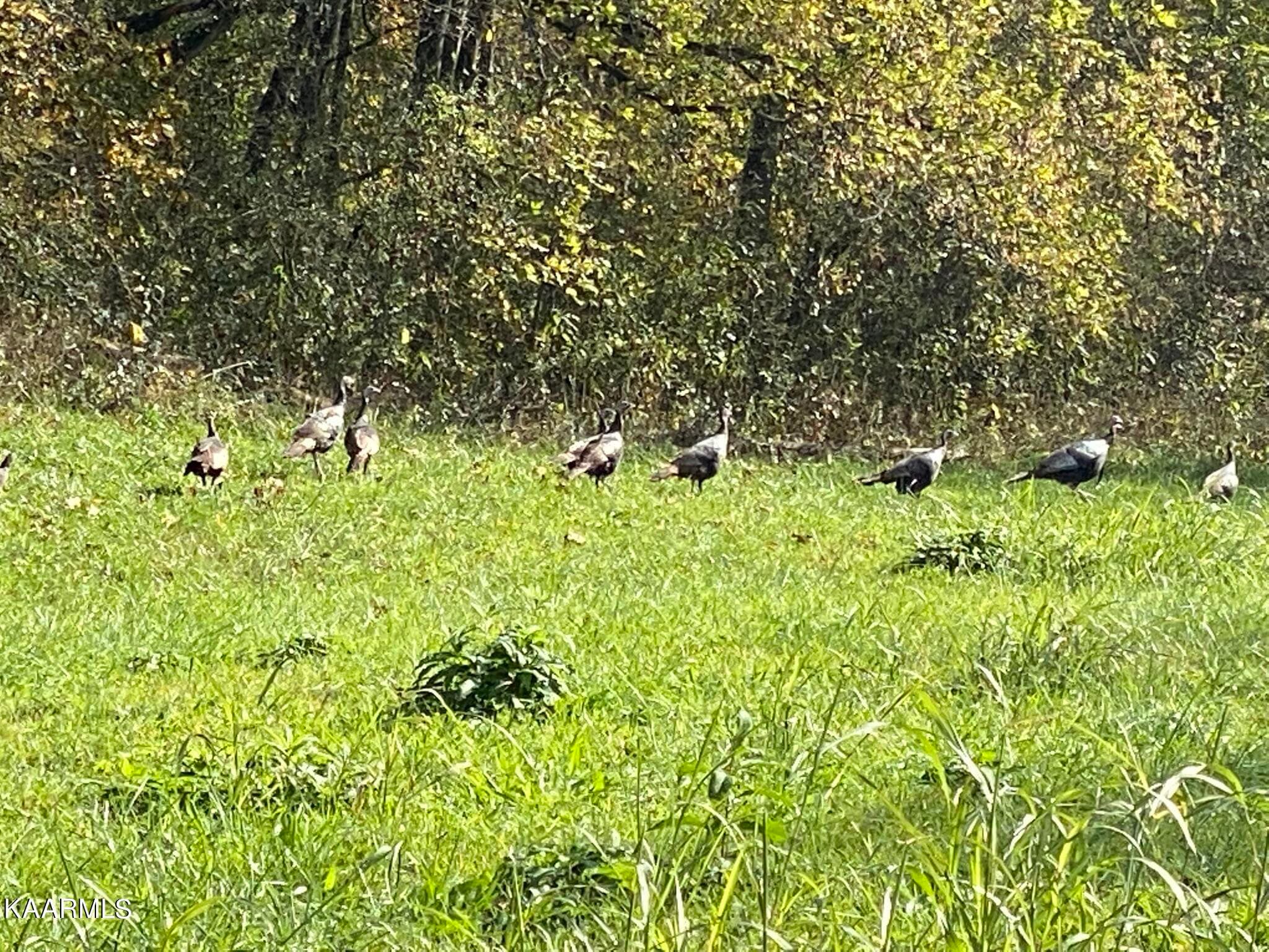 IMG_2416 - 311 Ross Cemetery Rd, Rocky Top, TN 37769
