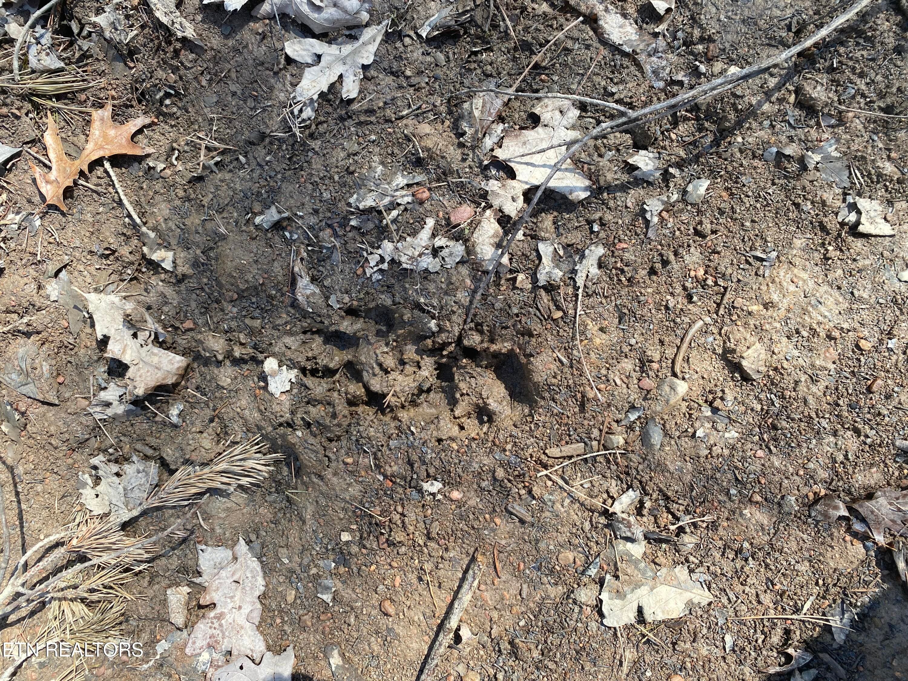 RAFTER BEAR TRACK - 57.09 acs Rafter Rd, Tellico Plains, TN 37385