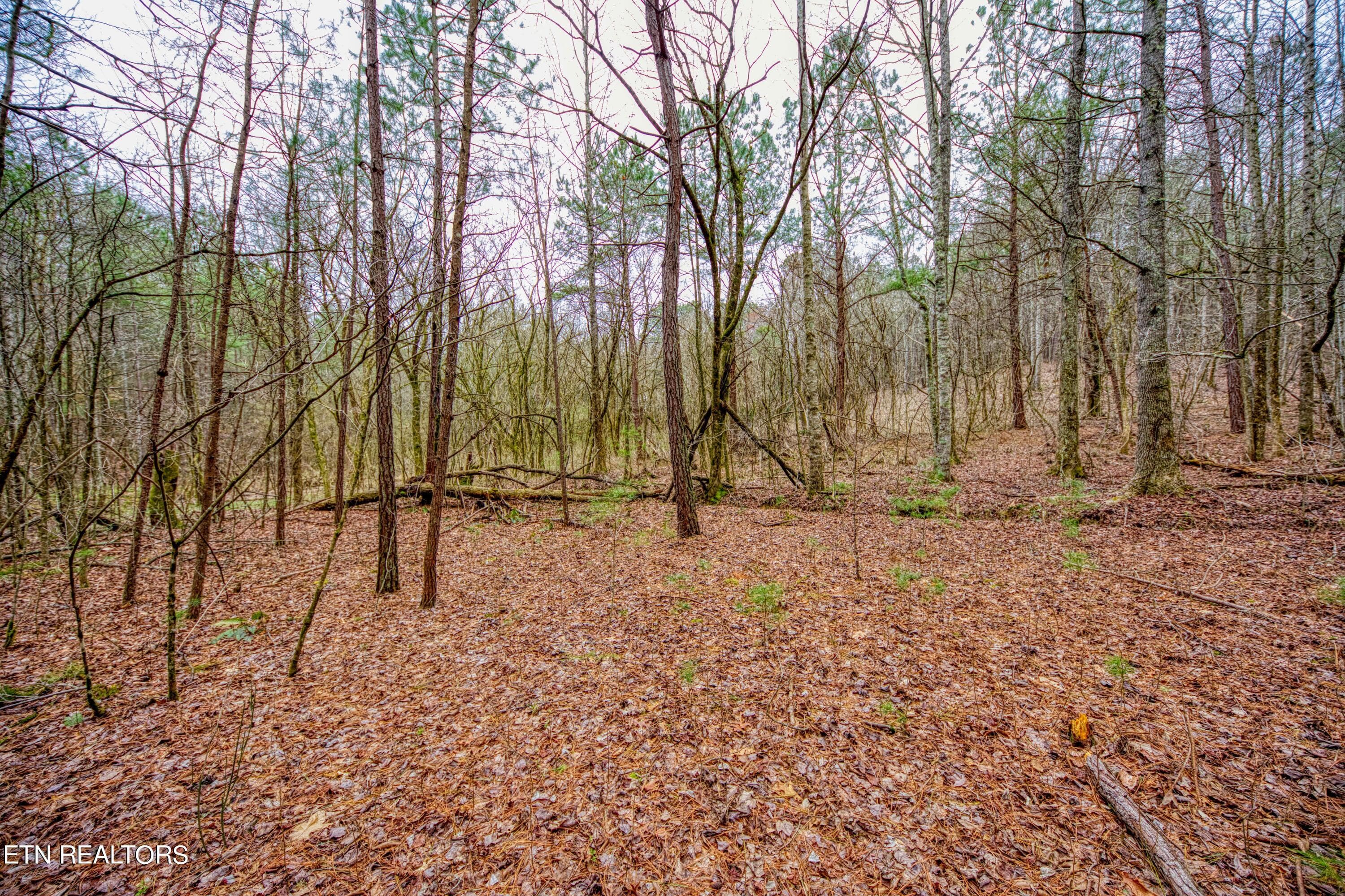 TELLICO 9 - 57.09 acs Rafter Rd, Tellico Plains, TN 37385
