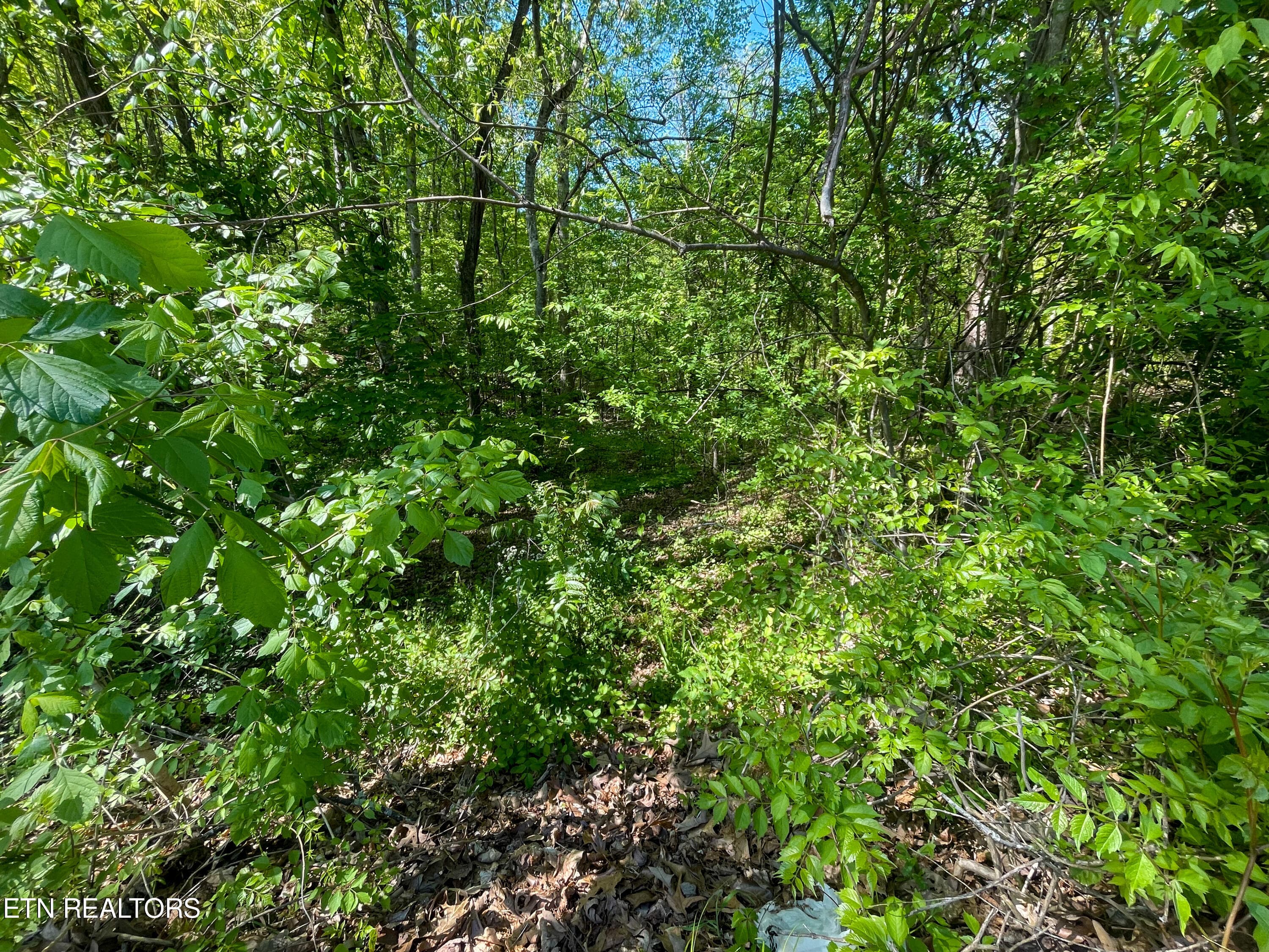 IMG_9520 - Lot 13R1 Pleasure Rd, Sevierville, TN 37876