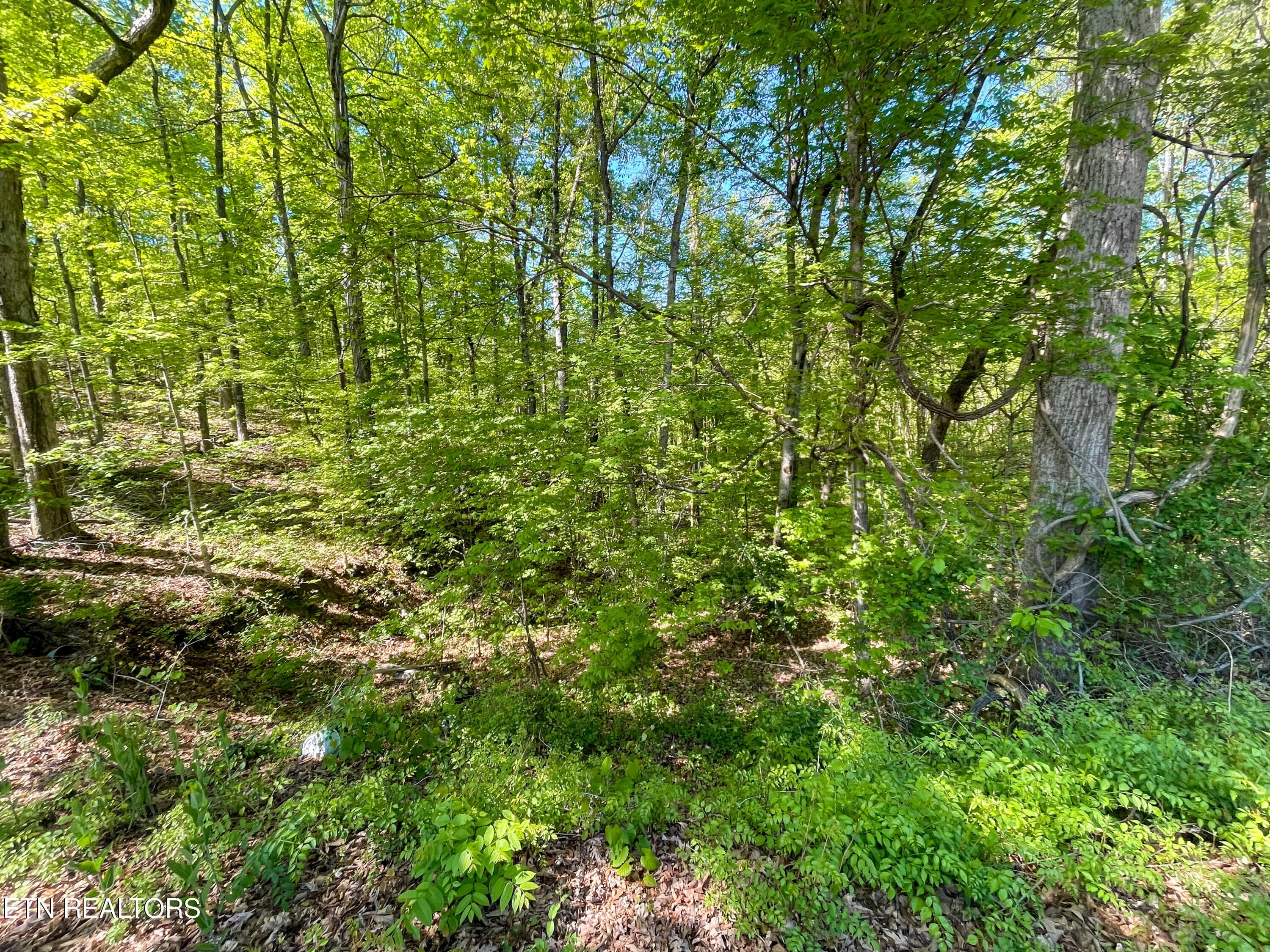 IMG_9521 - Lot 13R1 Pleasure Rd, Sevierville, TN 37876