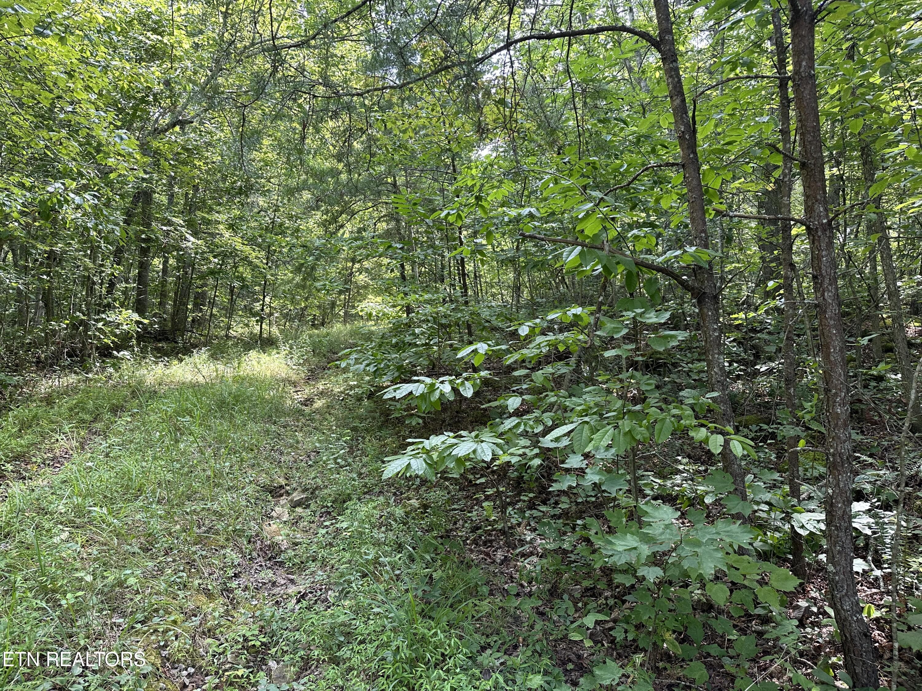 IMG_6973 - Anthony Rd, Deer Lodge, TN 37726