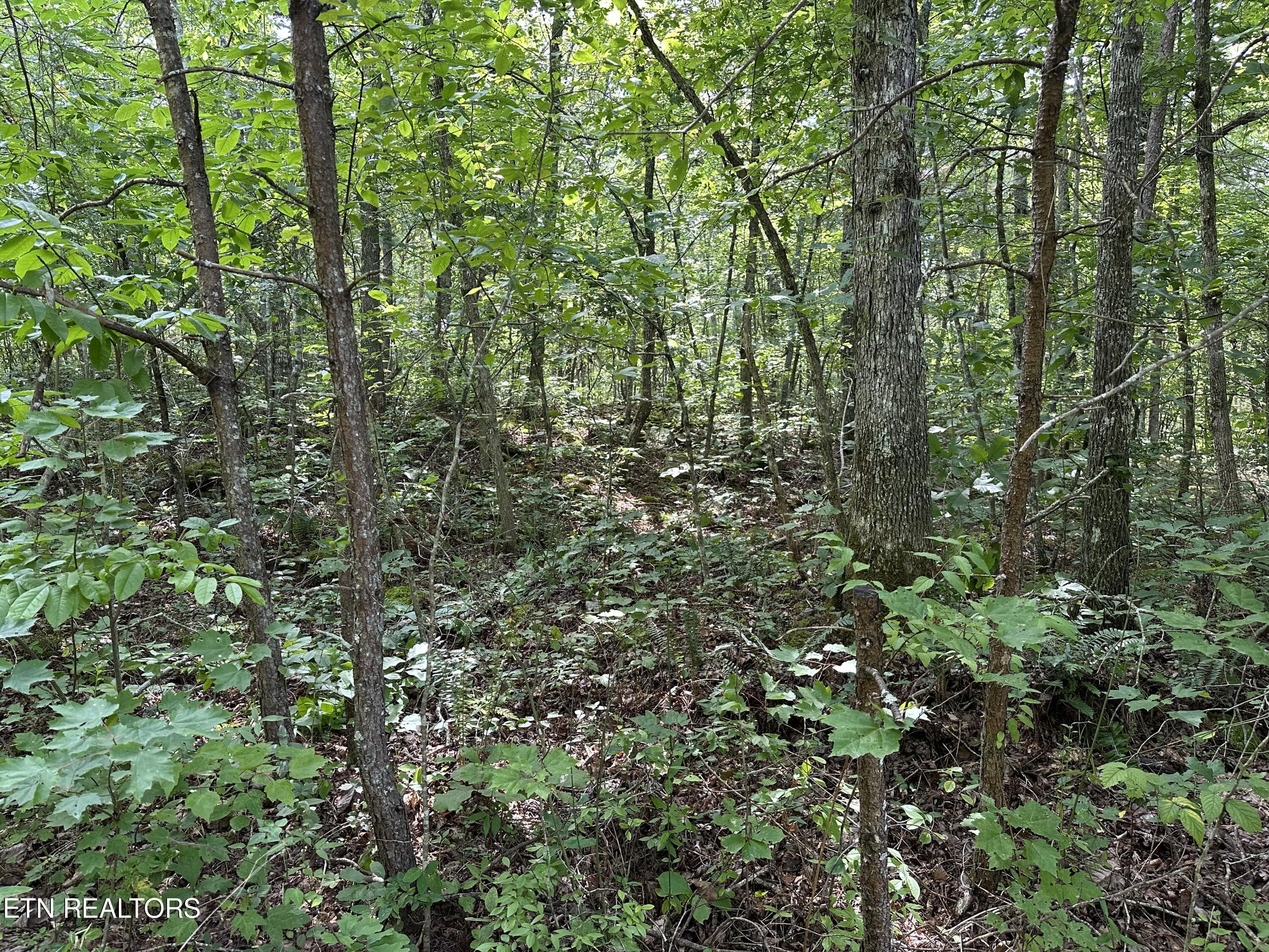 IMG_6974 - Anthony Rd, Deer Lodge, TN 37726