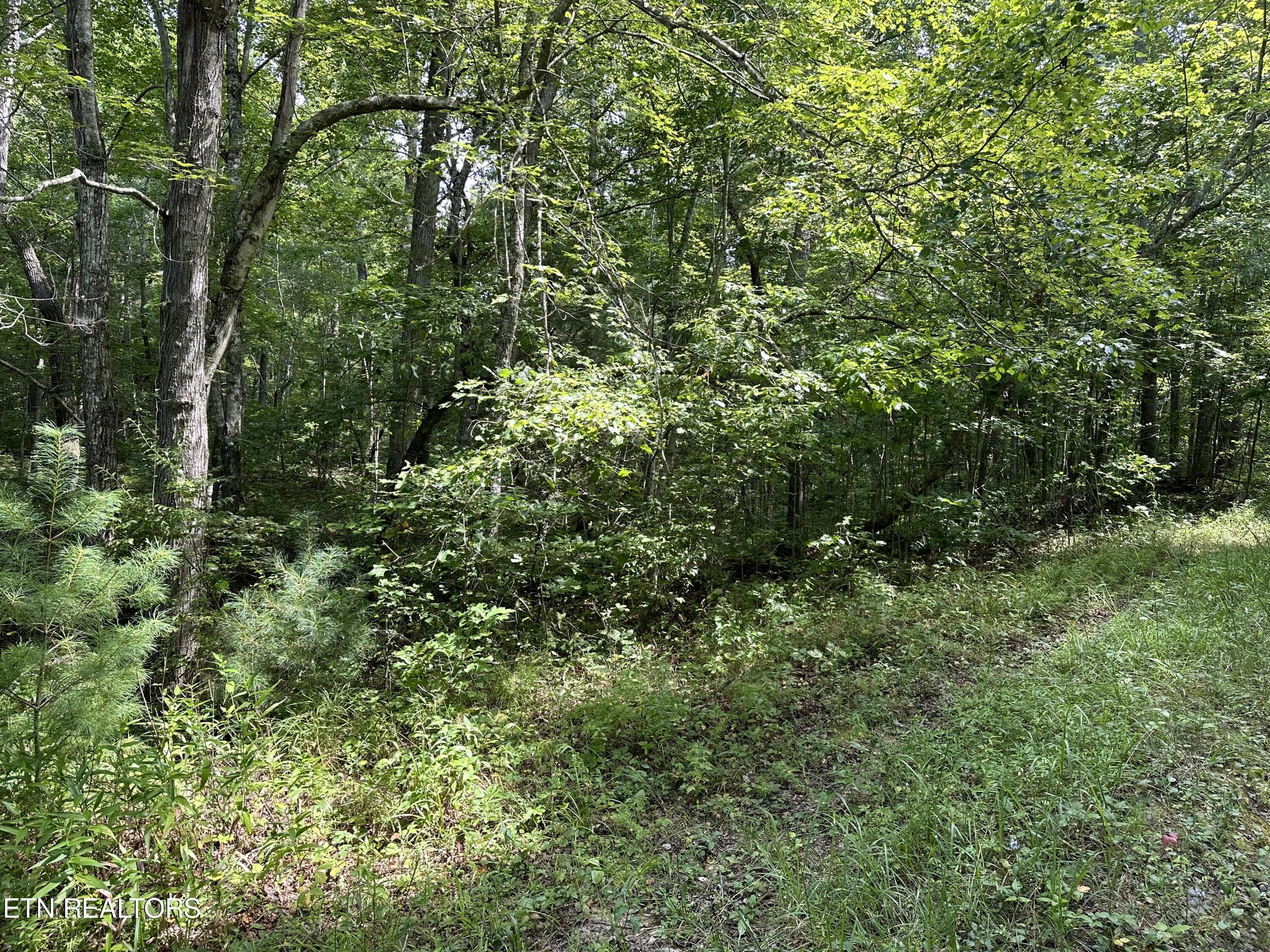 IMG_6975 - Anthony Rd, Deer Lodge, TN 37726