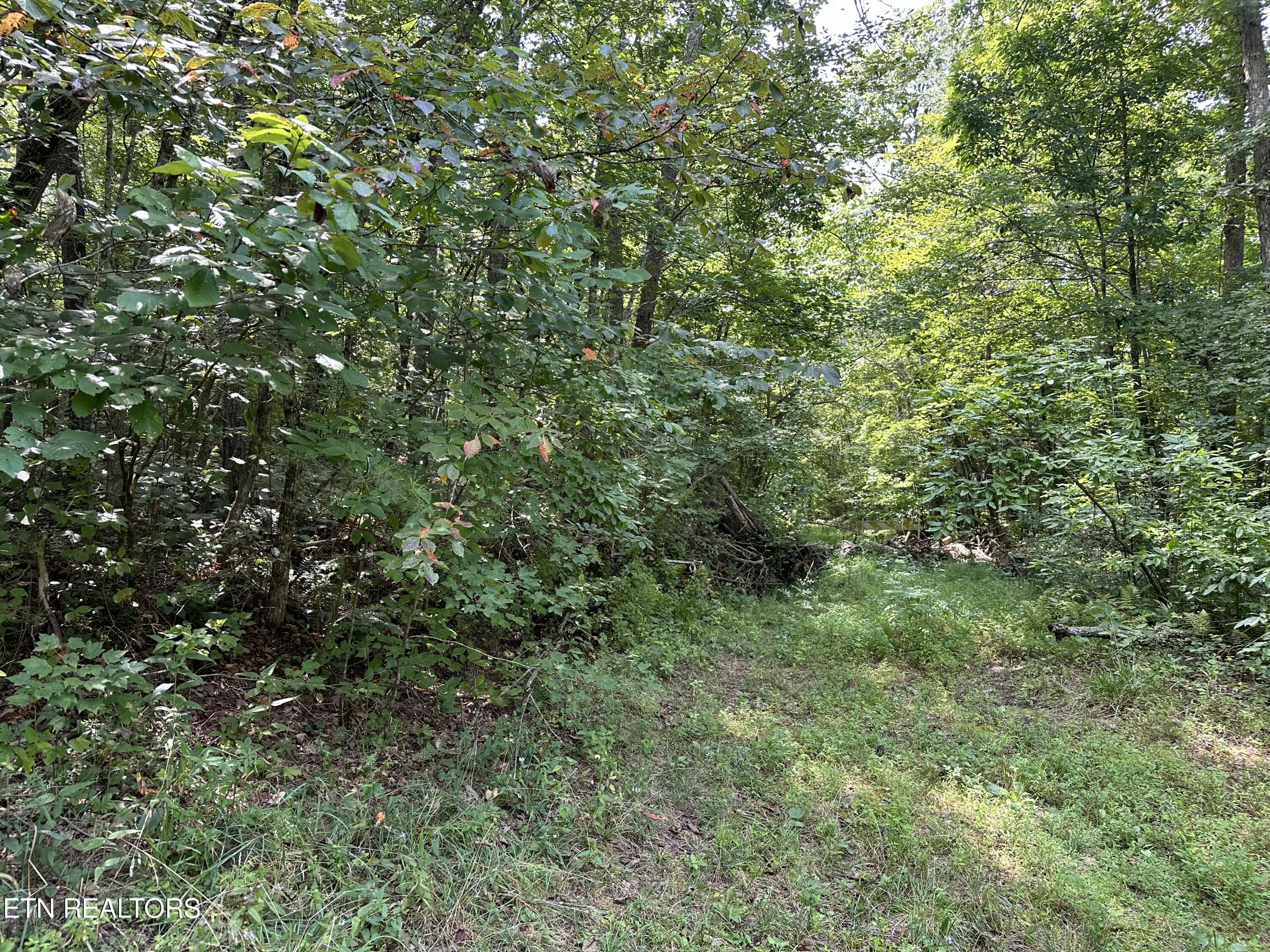 IMG_6976 - Anthony Rd, Deer Lodge, TN 37726