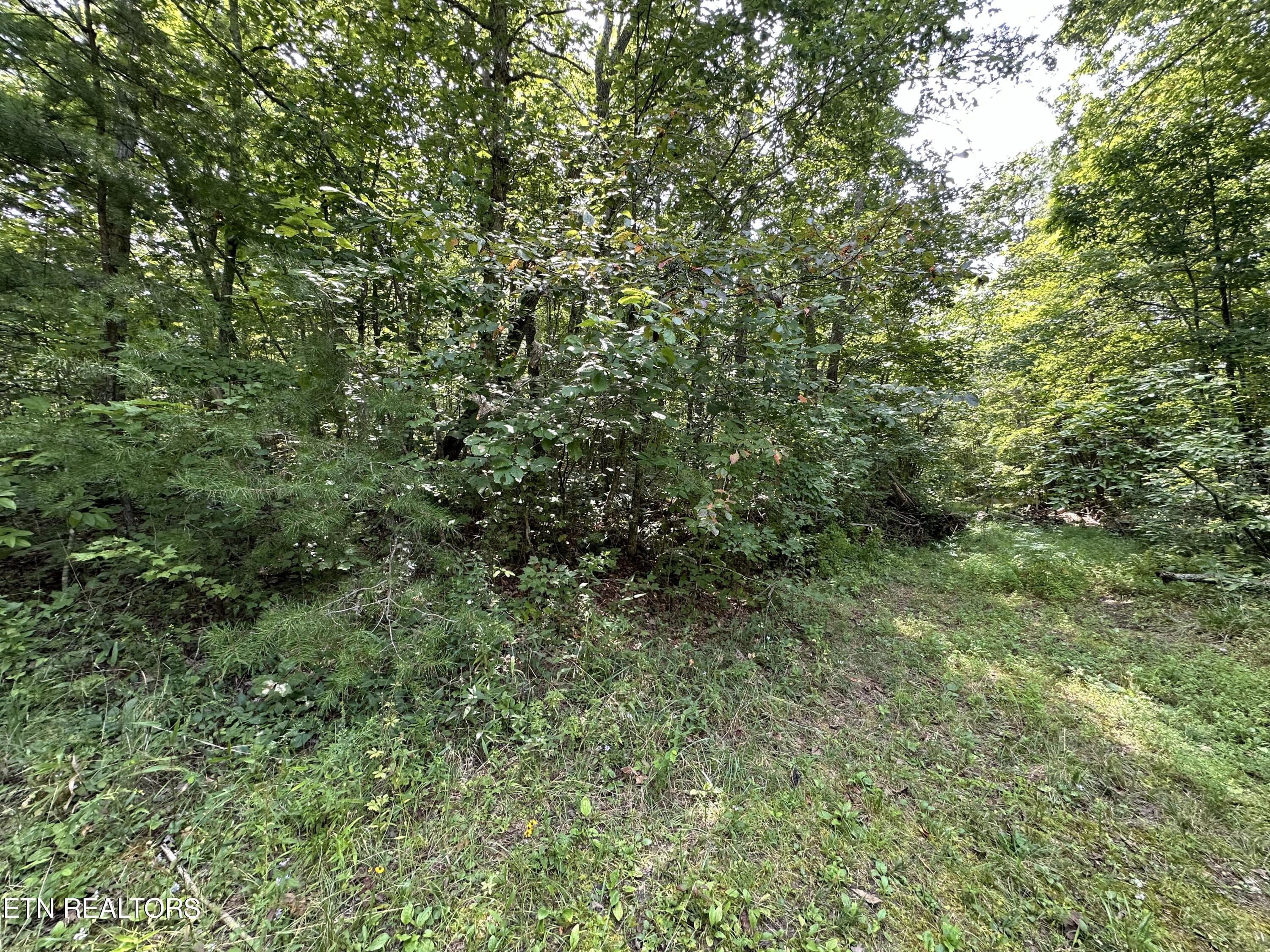IMG_6977 - Anthony Rd, Deer Lodge, TN 37726