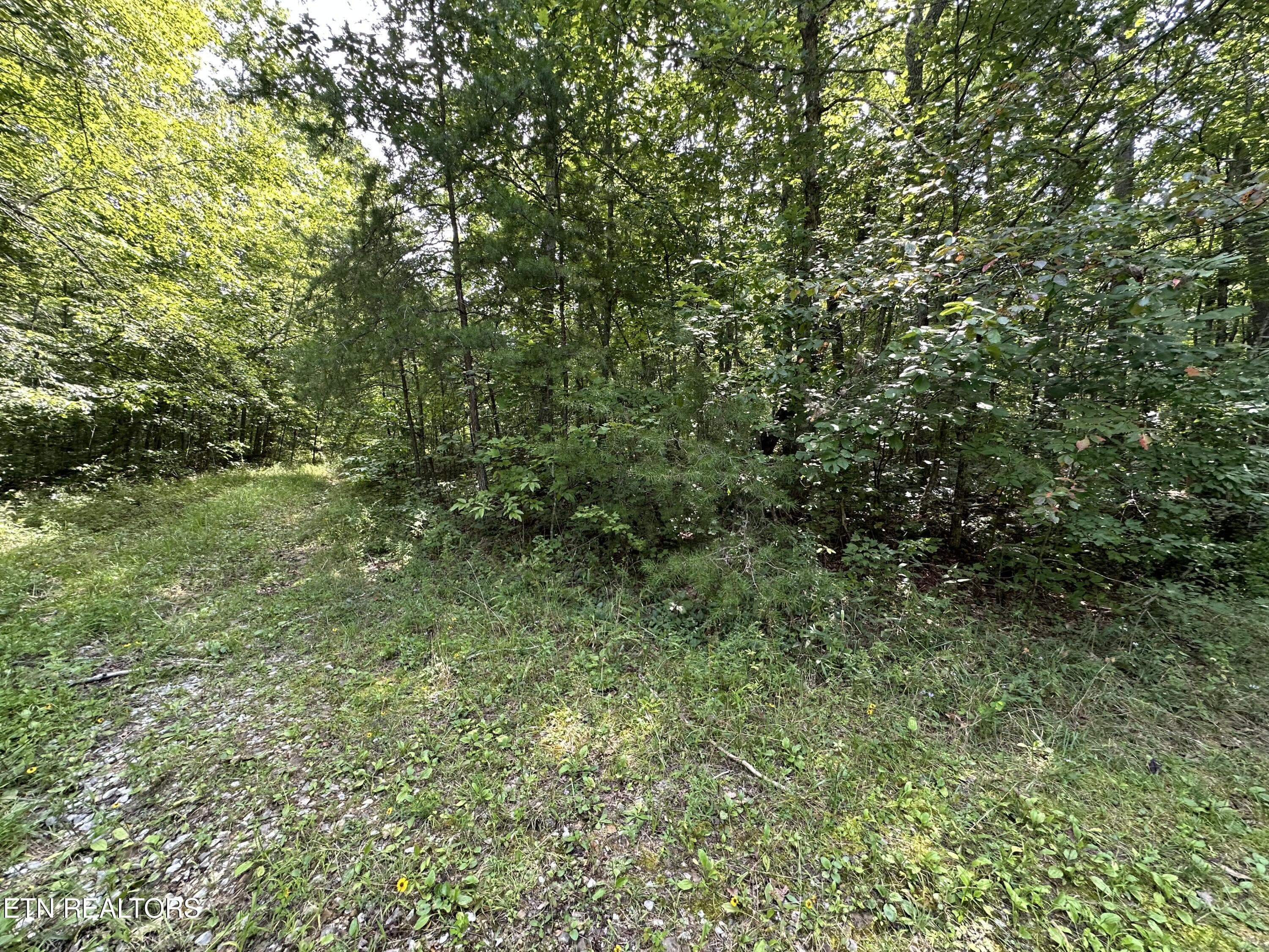 IMG_6978 - Anthony Rd, Deer Lodge, TN 37726