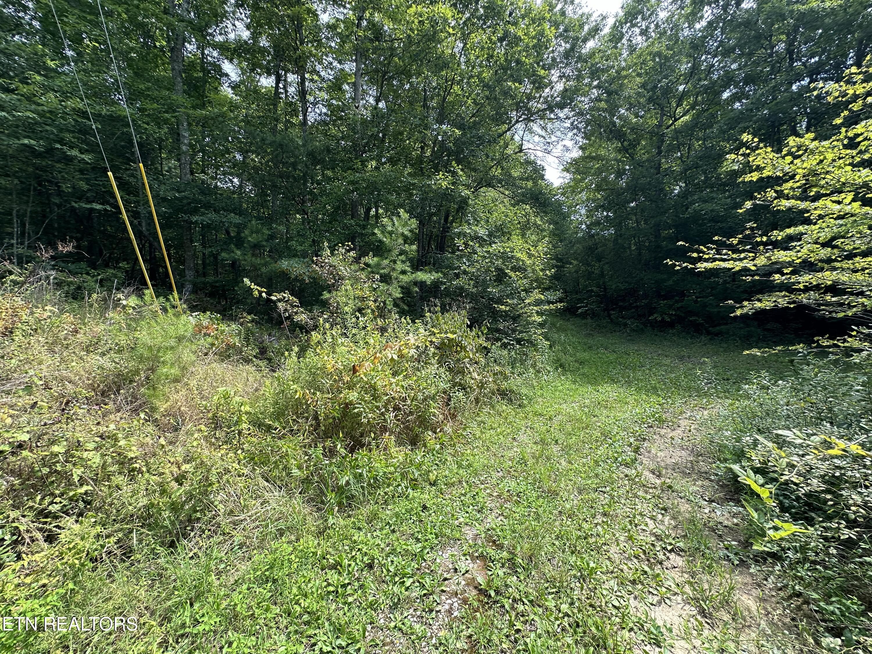 IMG_6979 - Anthony Rd, Deer Lodge, TN 37726