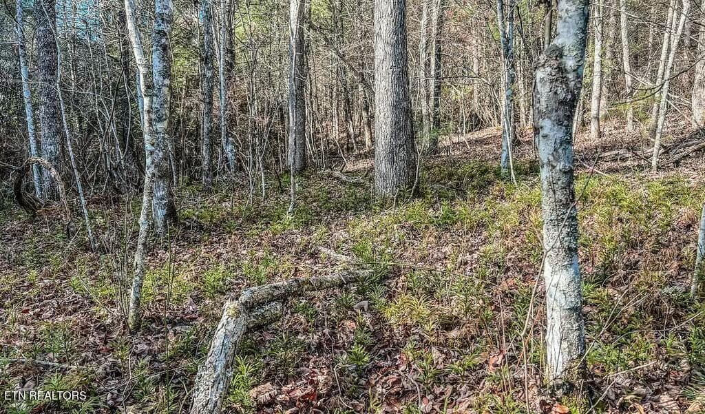 tempImageWQn5aw - Nashville Ave, Deer Lodge, TN 37726