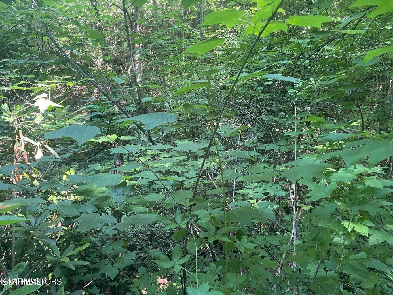 20220622180756149692000000-o - Lot 1 Sycamore St, Sevierville, TN 37876