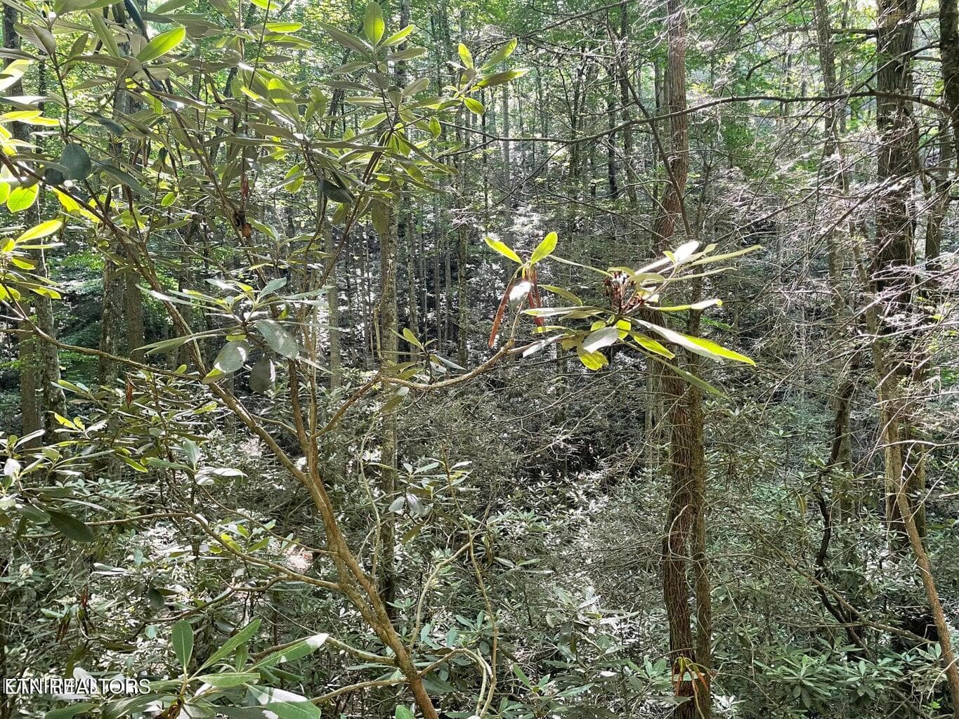 20220622180258025333000000-o - Lot 76 Sycamore St, Sevierville, TN 37876