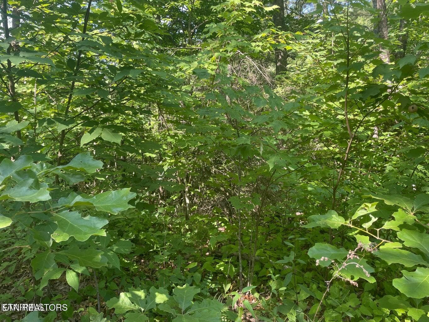 20220624164758284174000000-o - Lot 69 Sycamore St, Sevierville, TN 37876