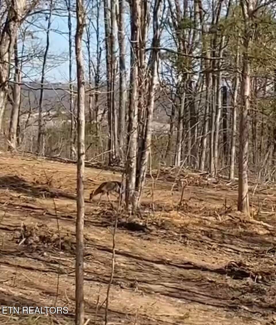 Deer - Wolfenbarger Tract 1, Luttrell, TN 37779