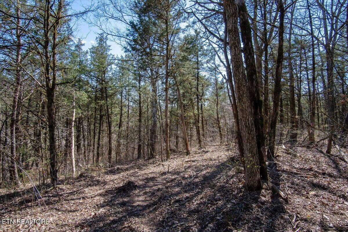 34-Wooded_property line - Wolfenbarger Tract 1, Luttrell, TN 37779