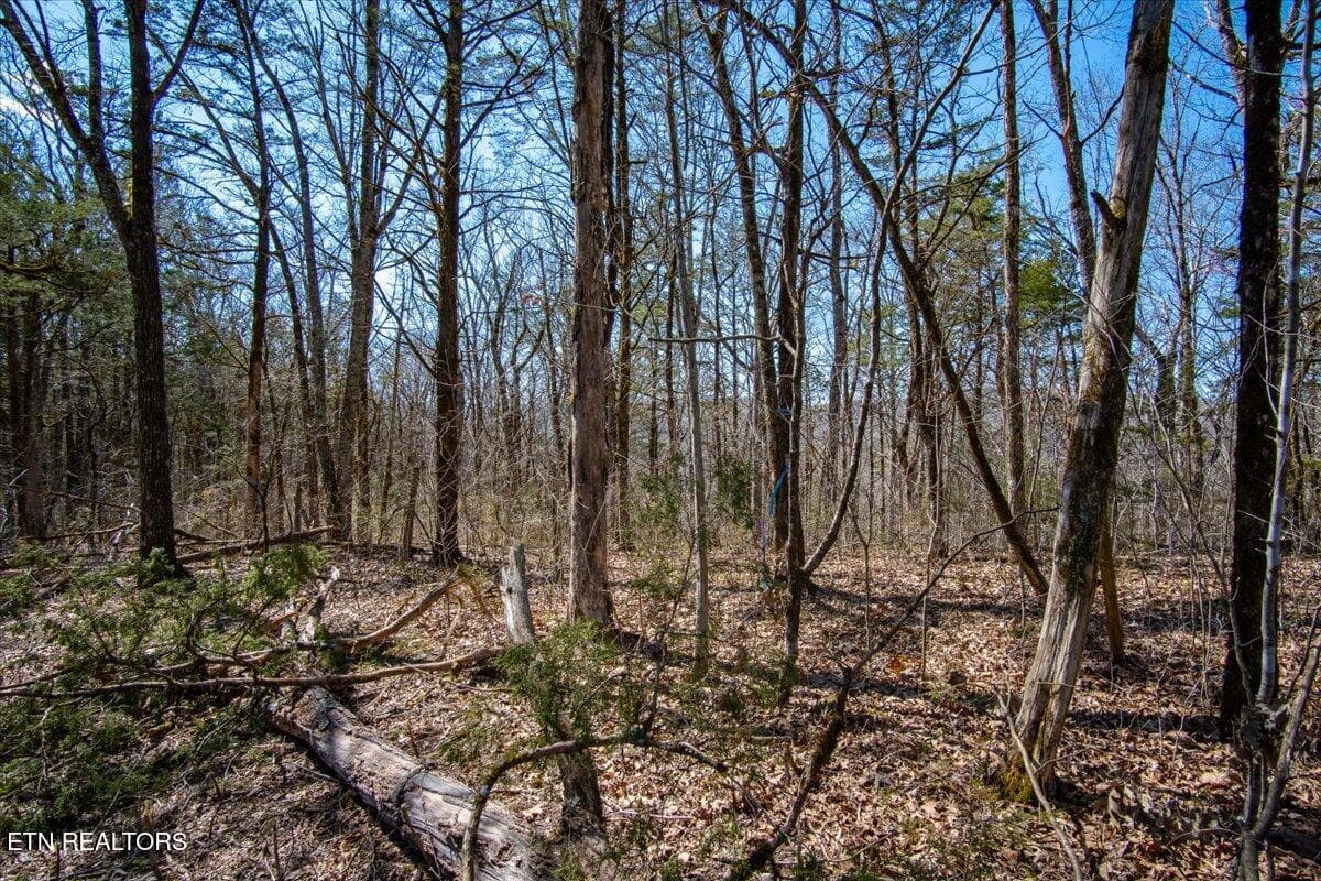 35-Wooded_property line - Wolfenbarger Tract 1, Luttrell, TN 37779