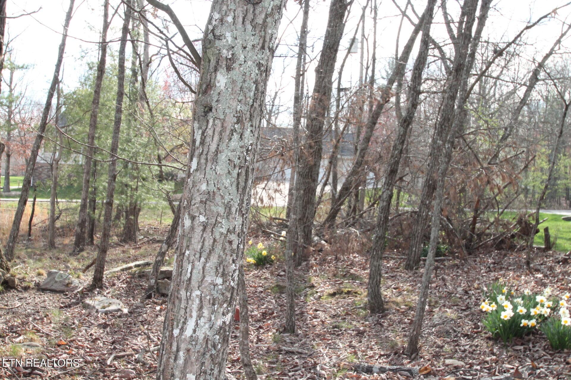 SMALL WOODED AREA - 12 Walden Ridge Circle, Fairfield Glade, TN 38558