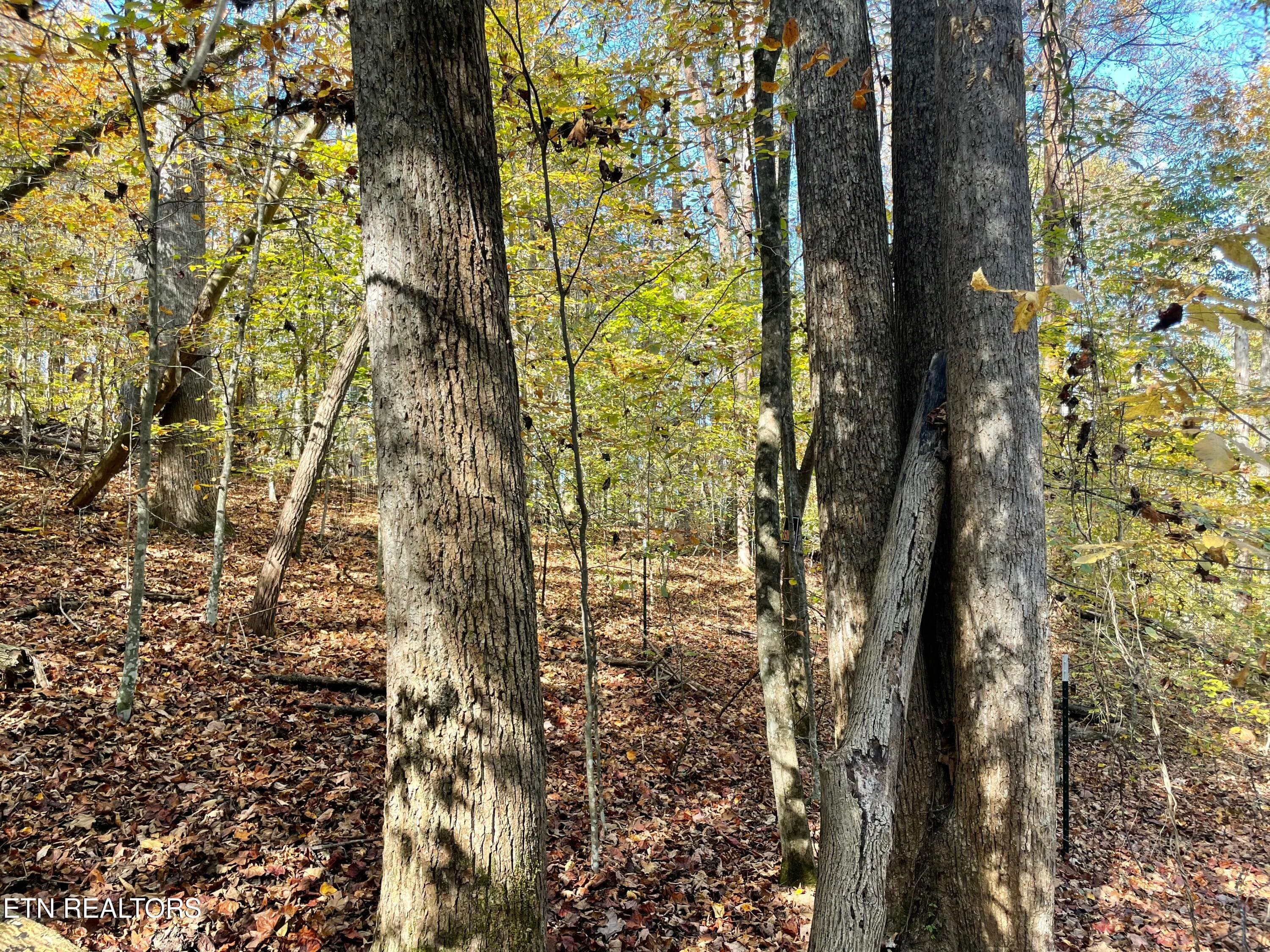 IMG_20250514_154927 - Creek Rd, Powell, TN 37849