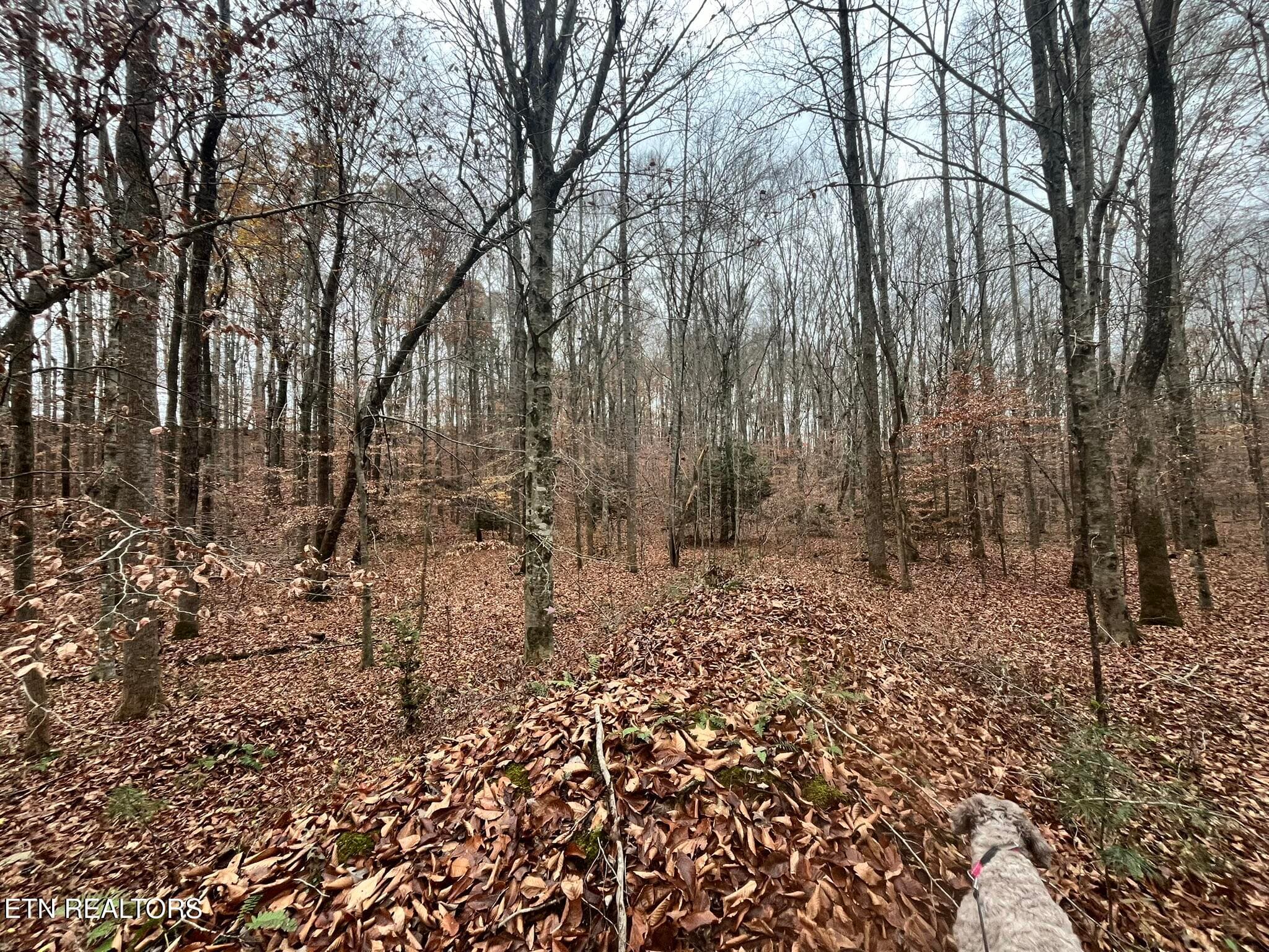 IMG_9598 - Lot 2 Evergreen Drive, Oneida, TN 37841