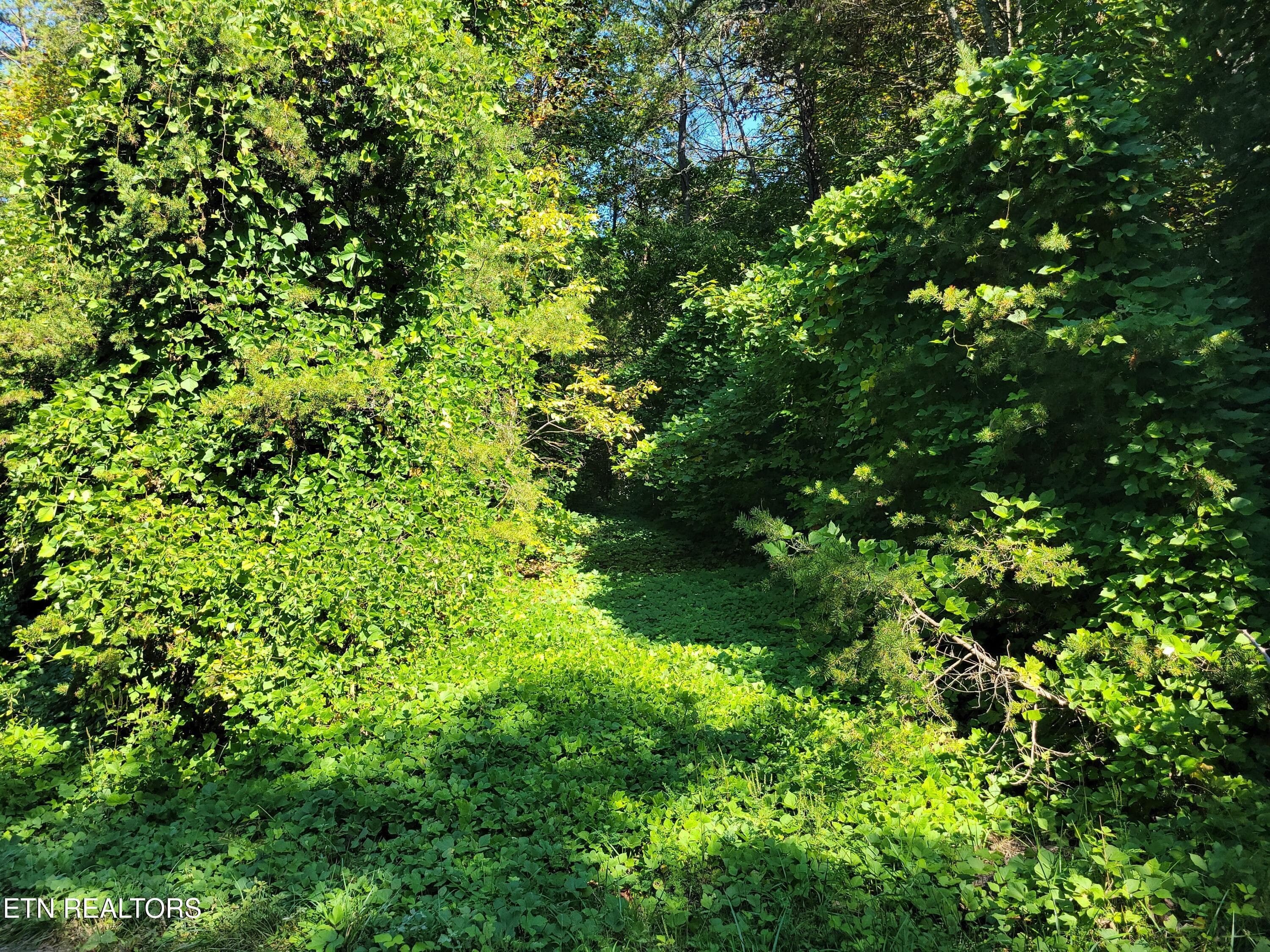 Driveway - Lot 39 Sugar Maple Way, Del Rio, TN 37727