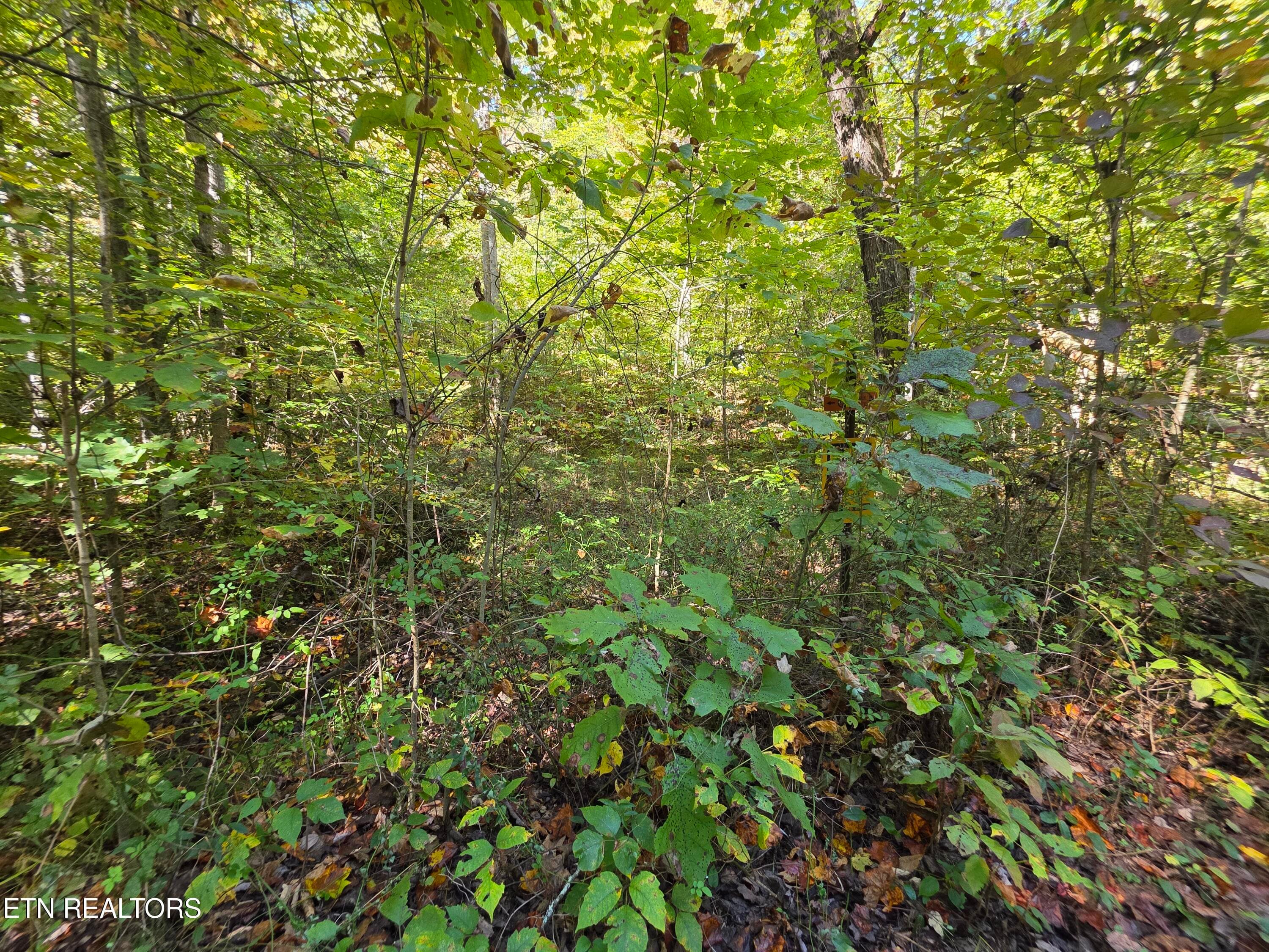 1000005601 - Tuskegee Drive, Oak Ridge, TN 37830
