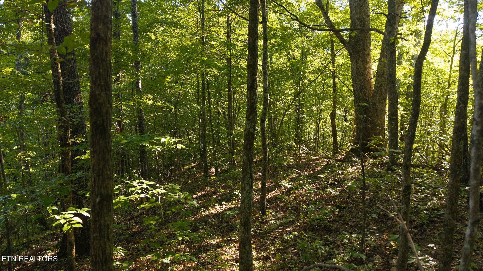 DJI_20250830174348_0393_D - 32.38 AC Off Panther Creek Rd, Sneedville, TN 37869