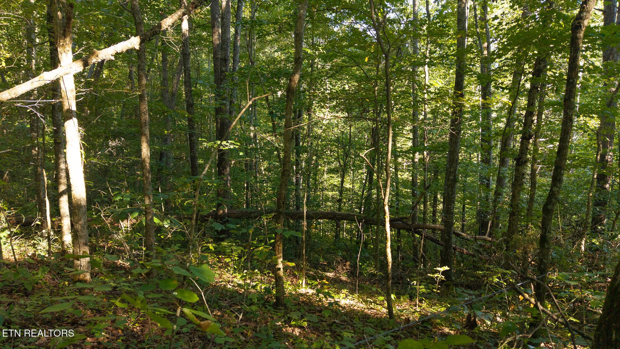 DJI_20250830174401_0394_D - 32.38 AC Off Panther Creek Rd, Sneedville, TN 37869