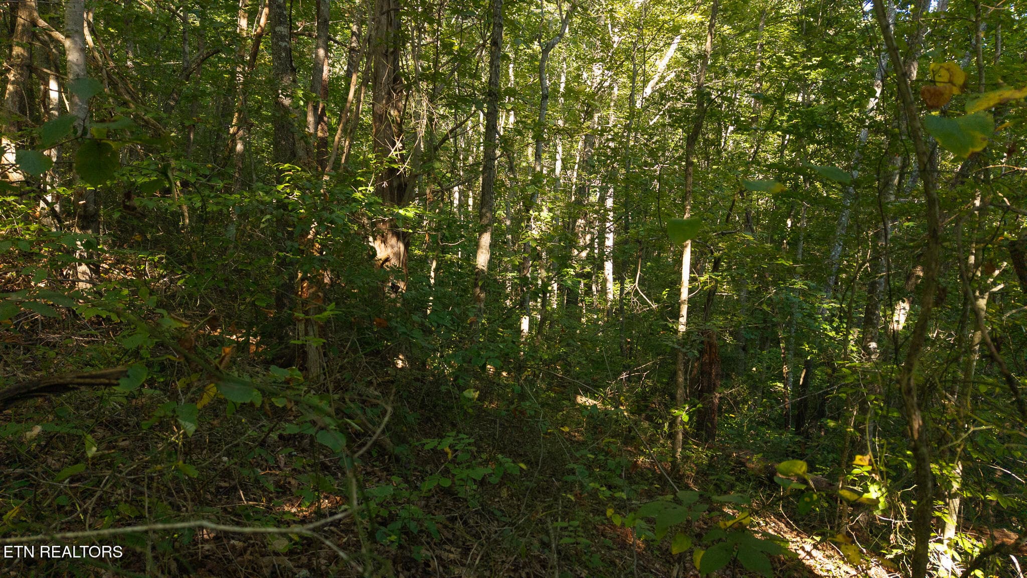 DJI_20250830174427_0395_D - 32.38 AC Off Panther Creek Rd, Sneedville, TN 37869