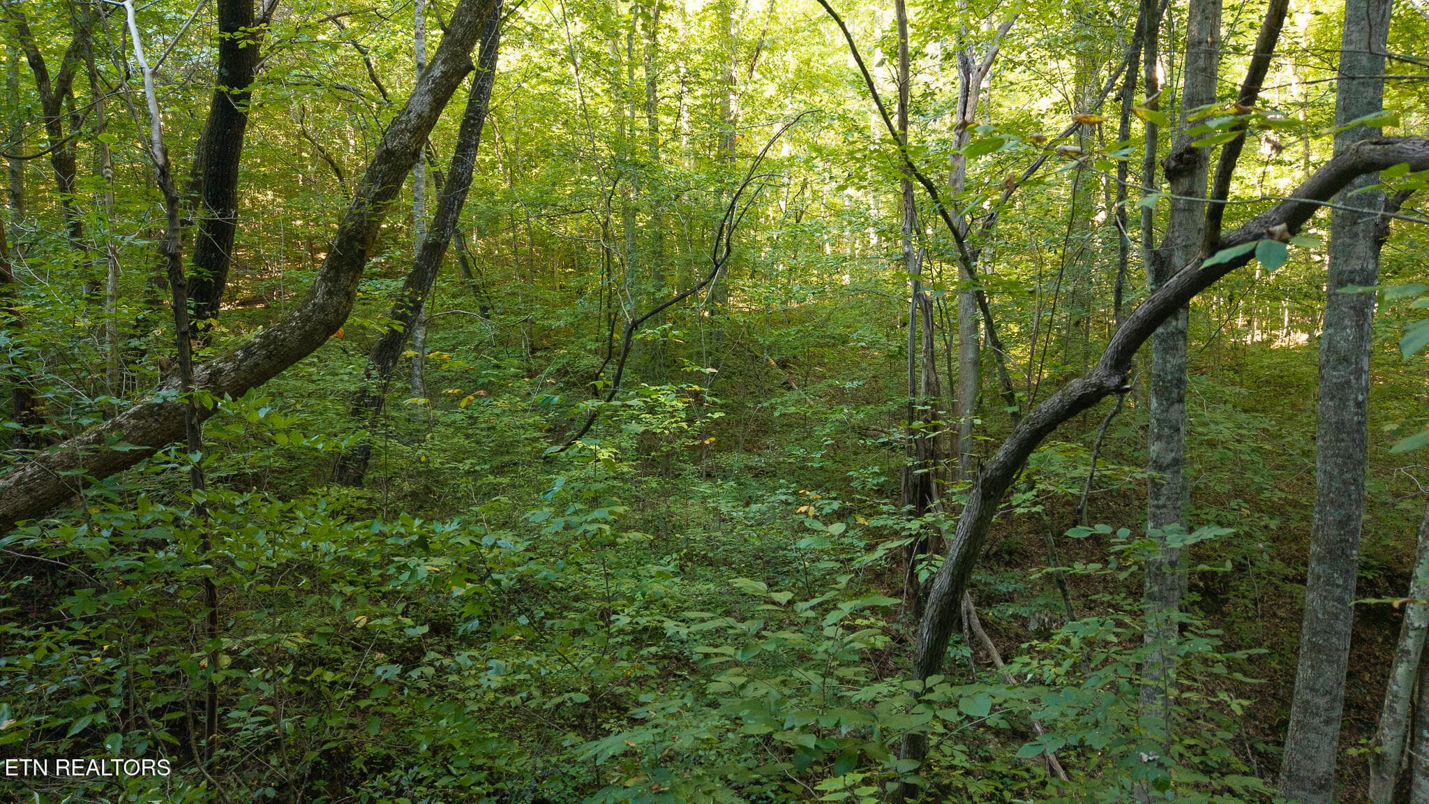 DJI_20250830175756_0396_D - 32.38 AC Off Panther Creek Rd, Sneedville, TN 37869