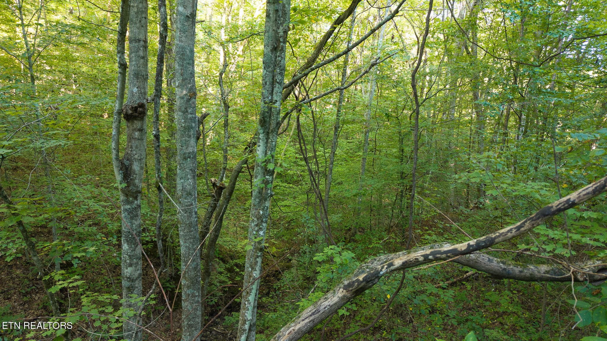 DJI_20250830175836_0399_D - 32.38 AC Off Panther Creek Rd, Sneedville, TN 37869