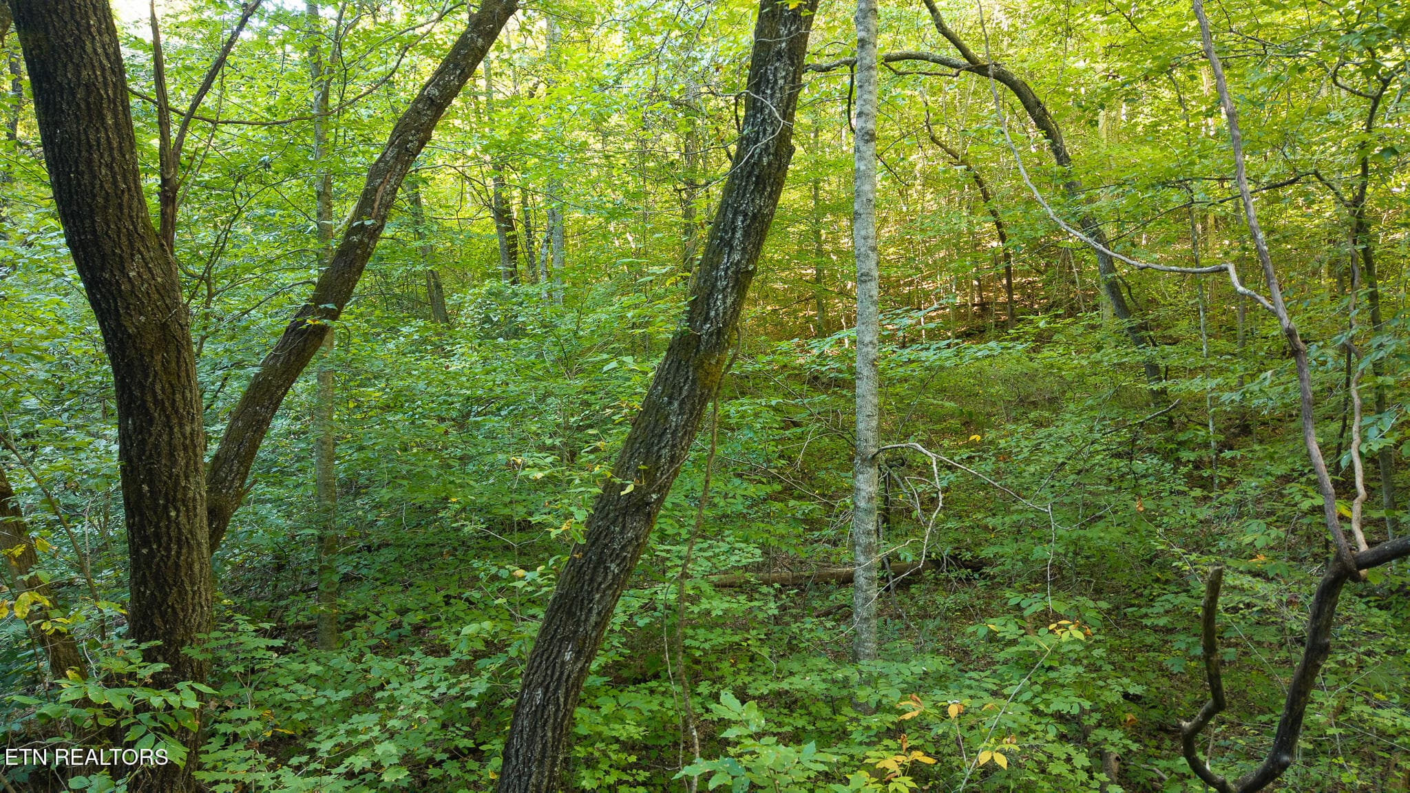 DJI_20250830175919_0403_D - 32.38 AC Off Panther Creek Rd, Sneedville, TN 37869