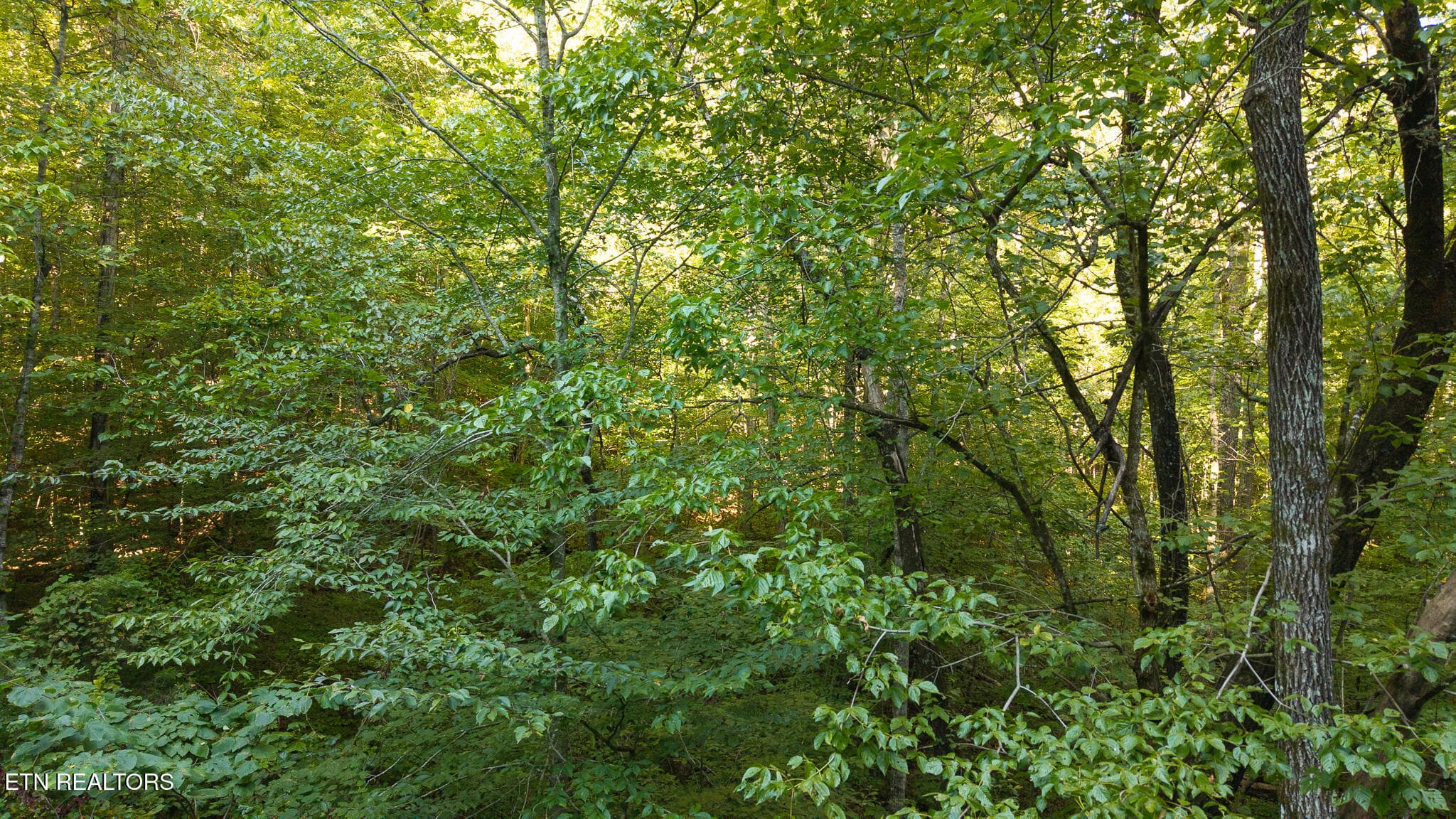 DJI_20250830180043_0409_D - 32.38 AC Off Panther Creek Rd, Sneedville, TN 37869