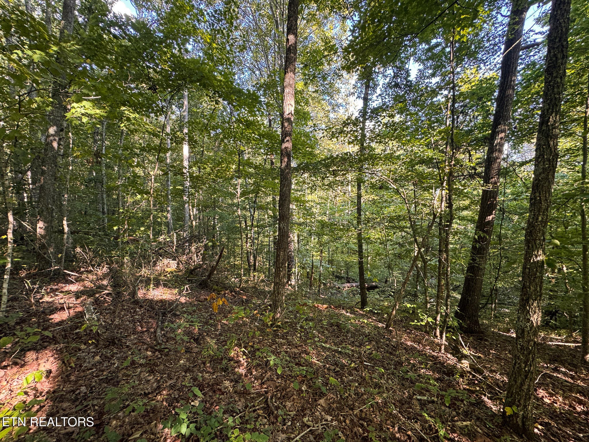IMG_0016 - 32.38 AC Off Panther Creek Rd, Sneedville, TN 37869