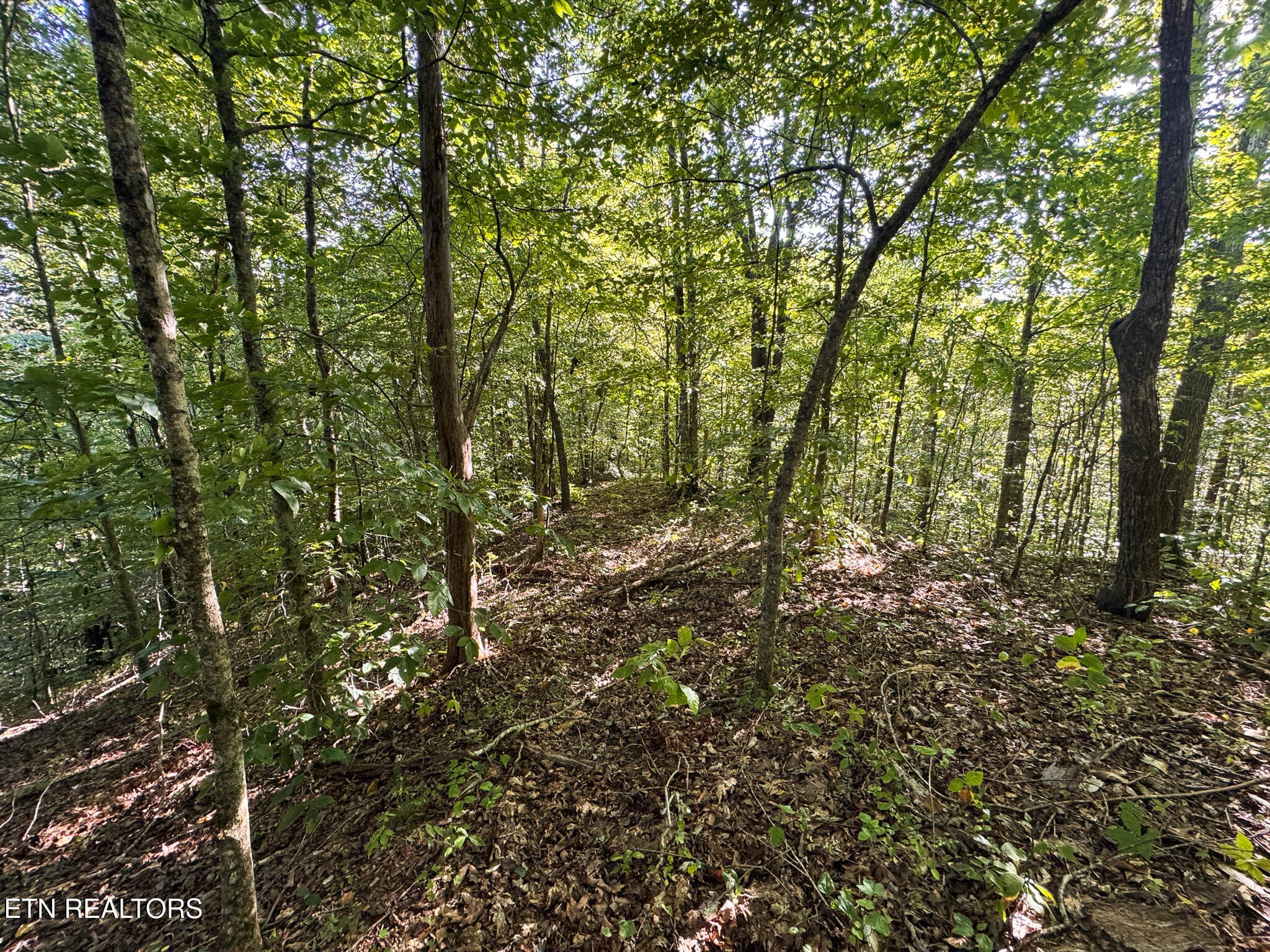 IMG_0017 - 32.38 AC Off Panther Creek Rd, Sneedville, TN 37869