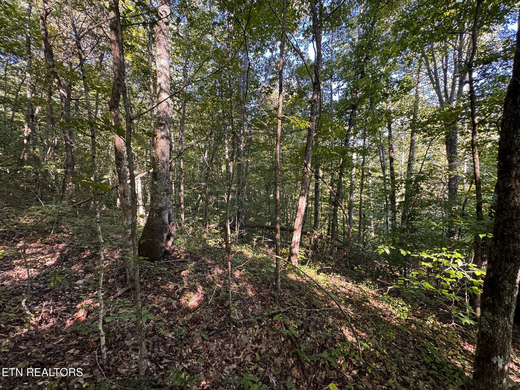 IMG_0018 - 32.38 AC Off Panther Creek Rd, Sneedville, TN 37869