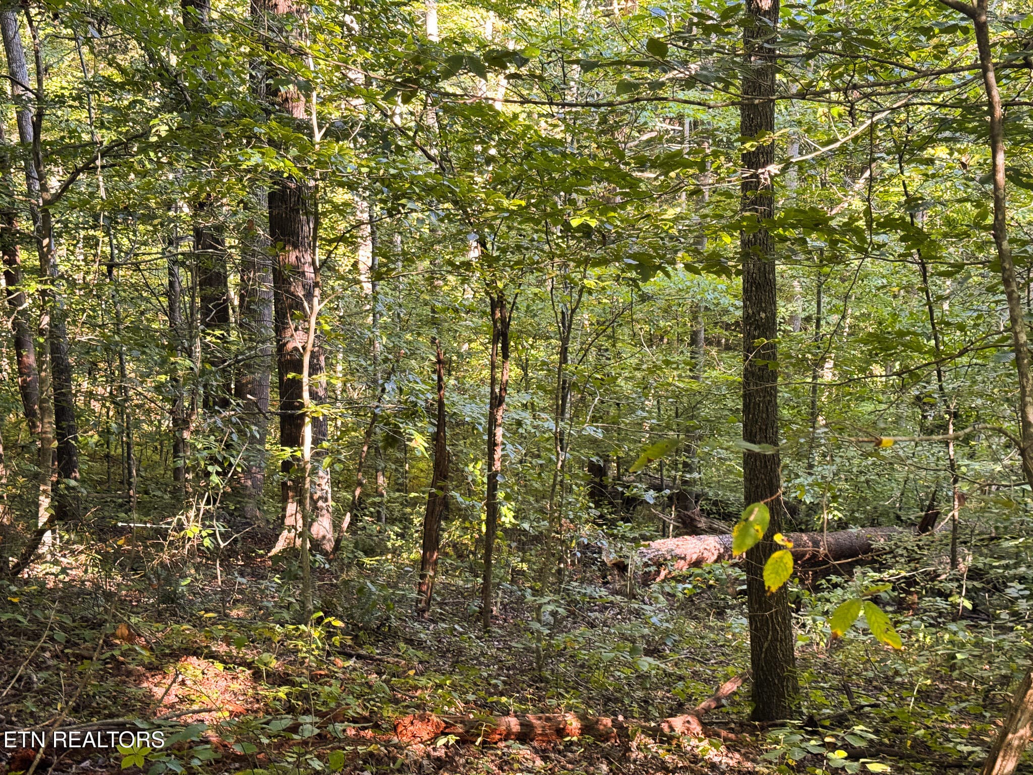 IMG_0019 - 32.38 AC Off Panther Creek Rd, Sneedville, TN 37869