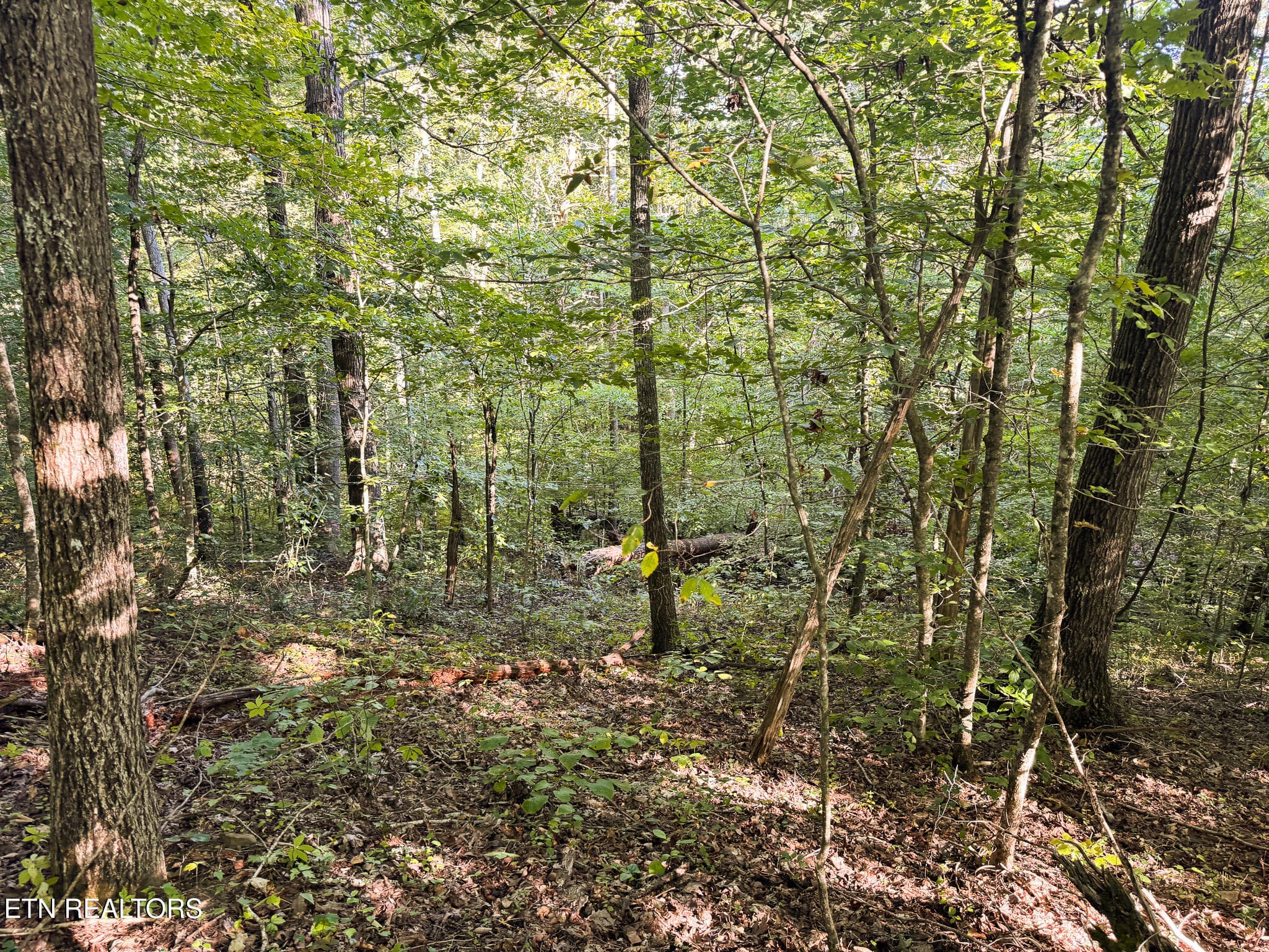 IMG_0020 - 32.38 AC Off Panther Creek Rd, Sneedville, TN 37869