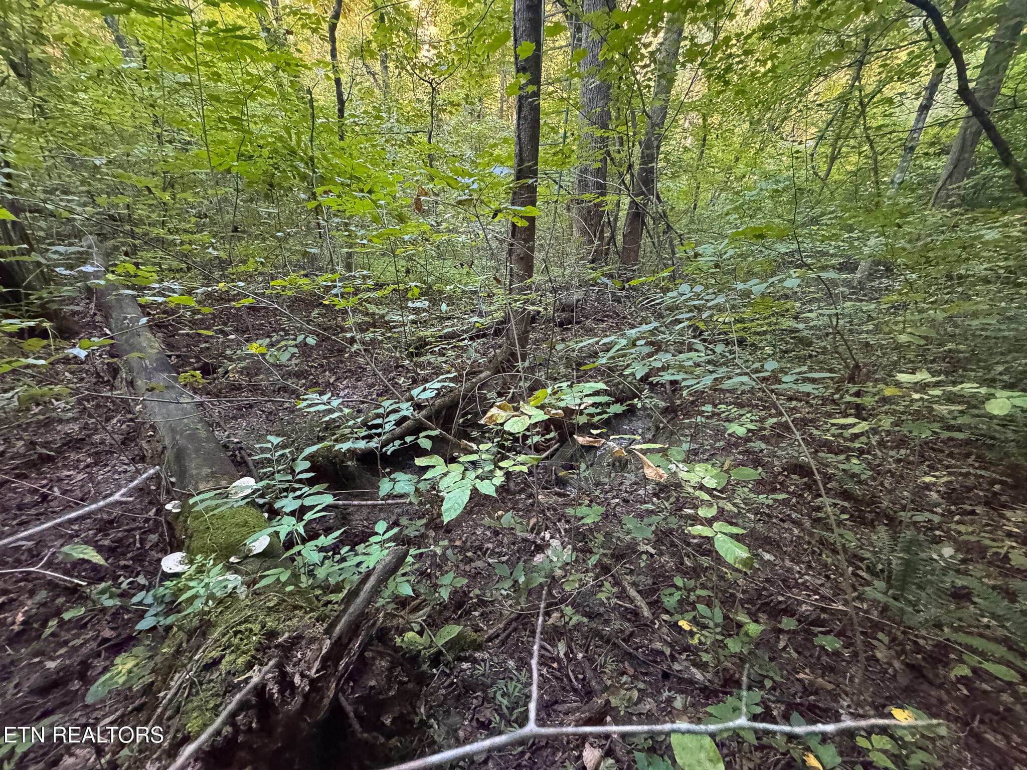 IMG_0021 - 32.38 AC Off Panther Creek Rd, Sneedville, TN 37869