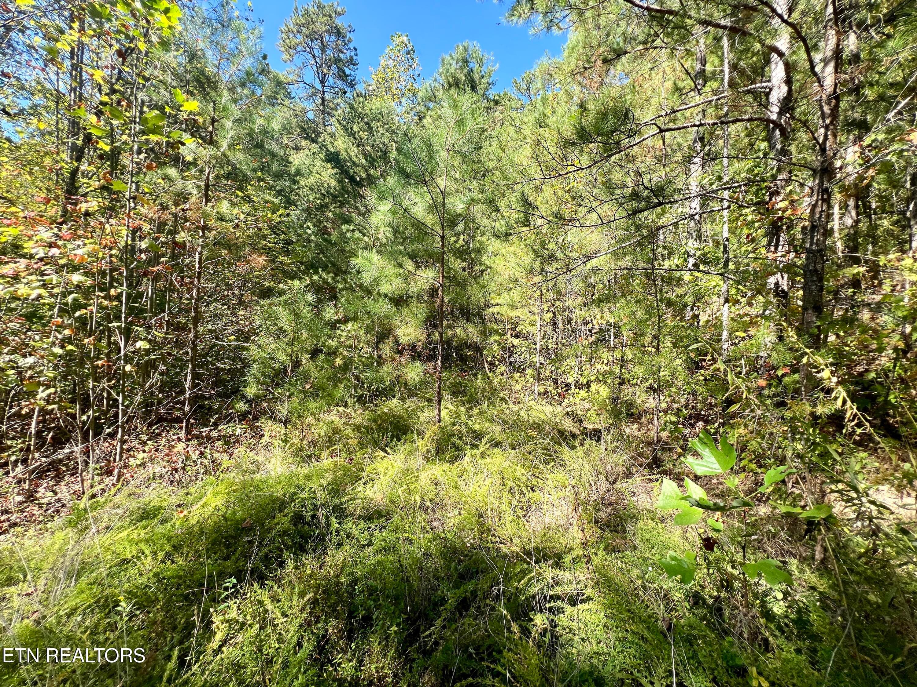 5.61 Acres Creek Hollow Way, Sevierville, TN 37876