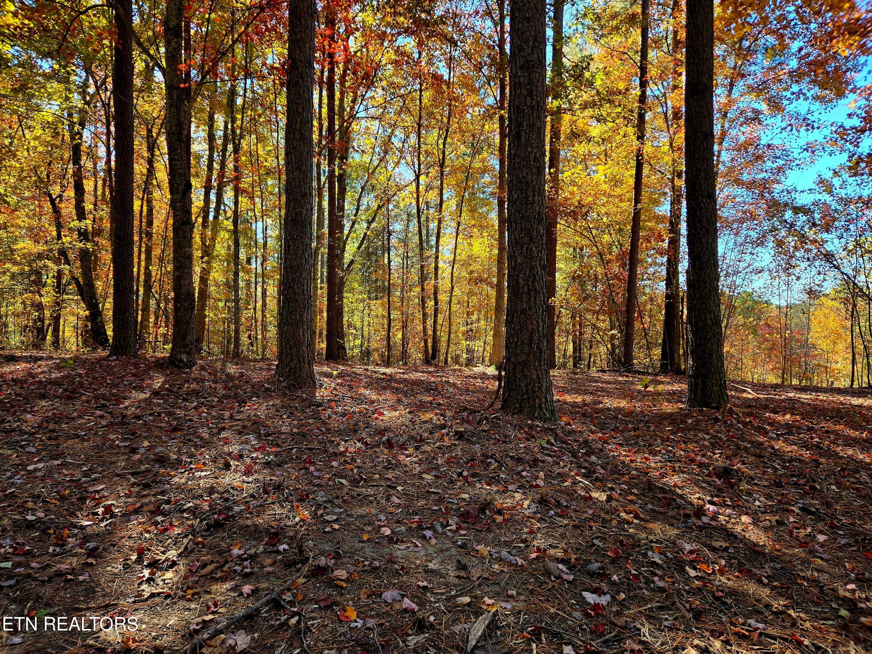 Road Front Boundary - Lot 1070 Birds Eye Way, Guild, TN 37340