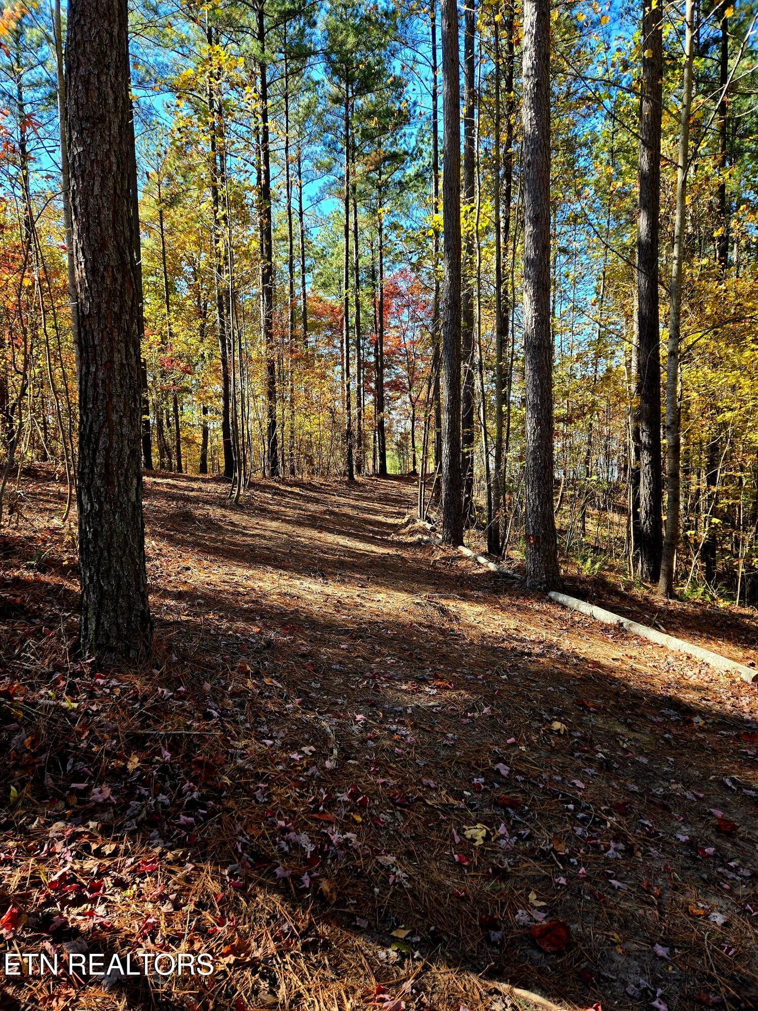 Tree lined driveway - Copy - Lot 1070 Birds Eye Way, Guild, TN 37340