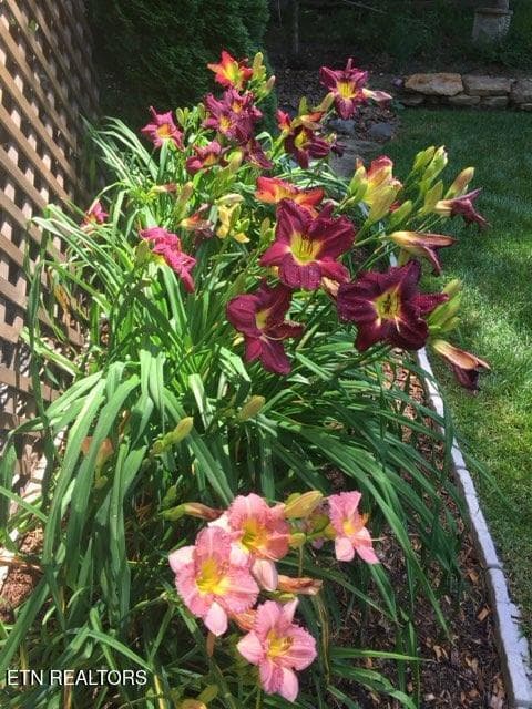 DAY LILLY - 105 Kings Down Drive, Fairfield Glade, TN 38558