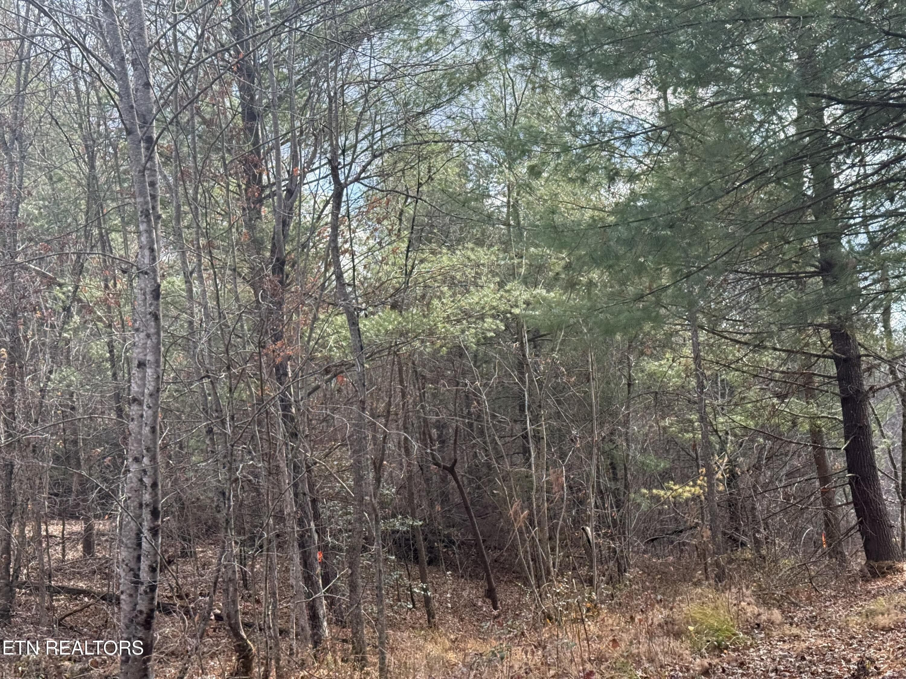 IMG_5874 - Valerie Drive 10.77 acres Drive, Deer Lodge, TN 37726, Deer Lodge
