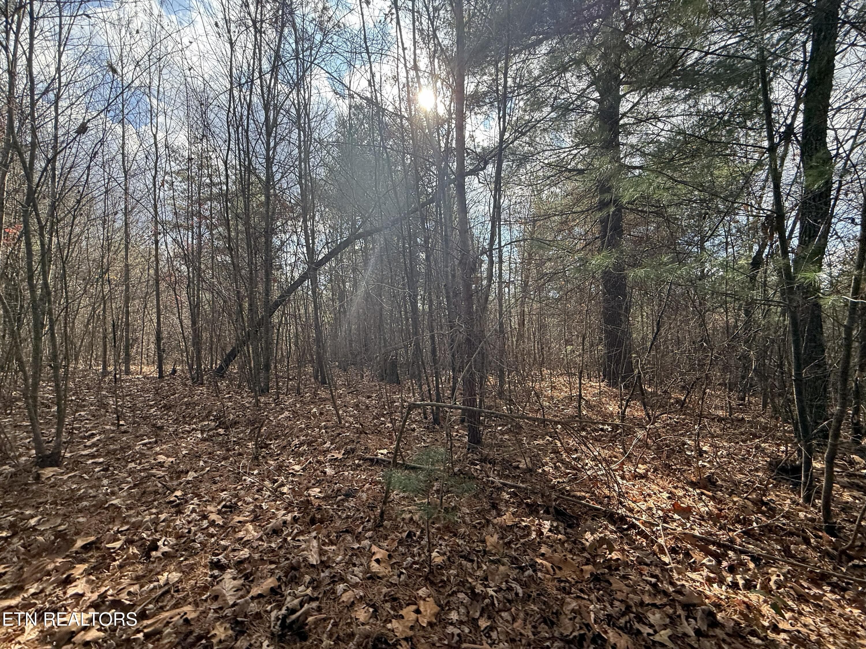 IMG_5879 - Valerie Drive 10.77 acres Drive, Deer Lodge, TN 37726, Deer Lodge