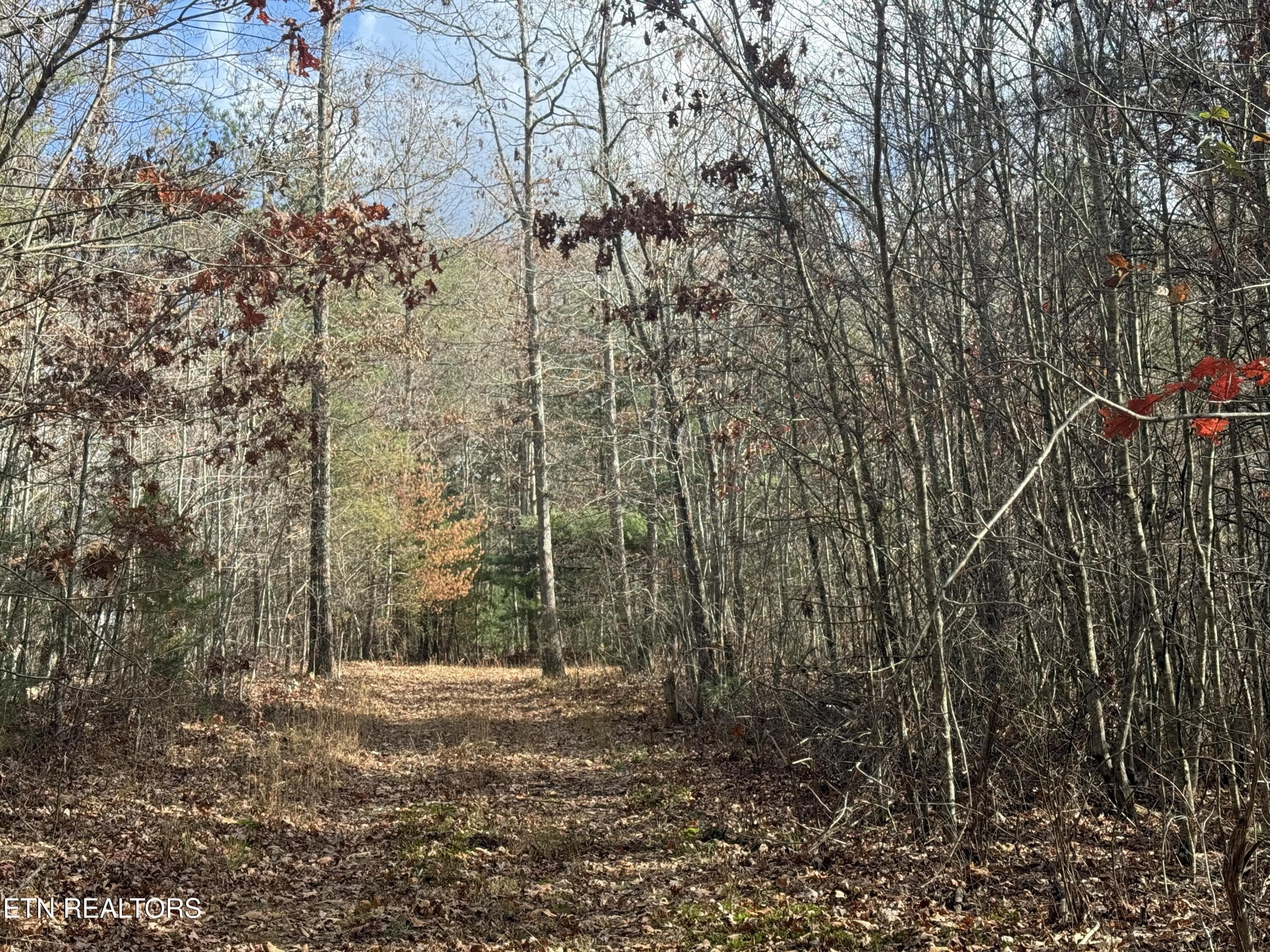 IMG_5882 - Valerie Drive 10.77 acres Drive, Deer Lodge, TN 37726, Deer Lodge