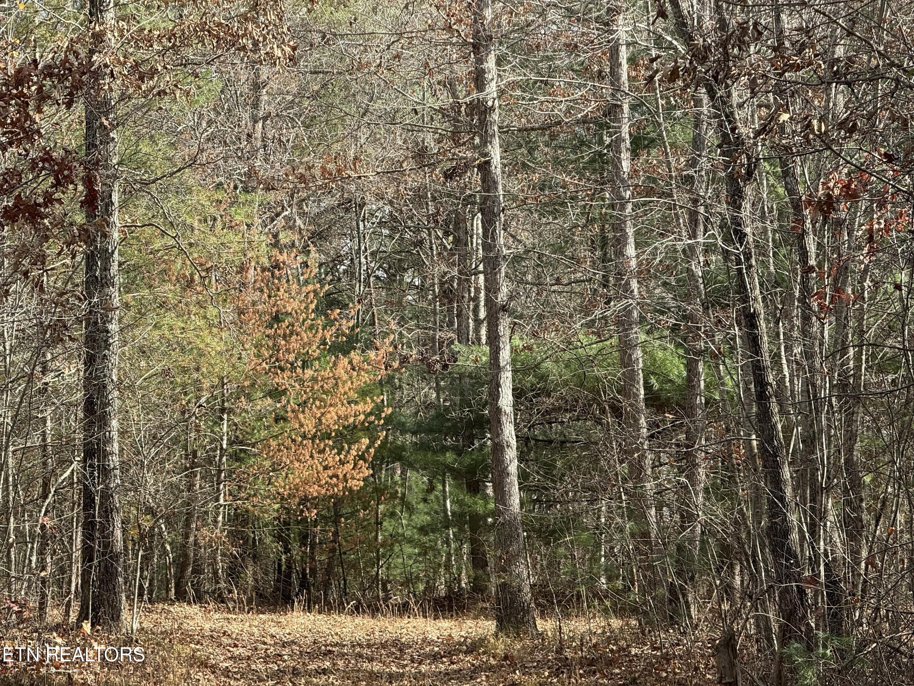 IMG_5883 - Valerie Drive 10.77 acres Drive, Deer Lodge, TN 37726, Deer Lodge