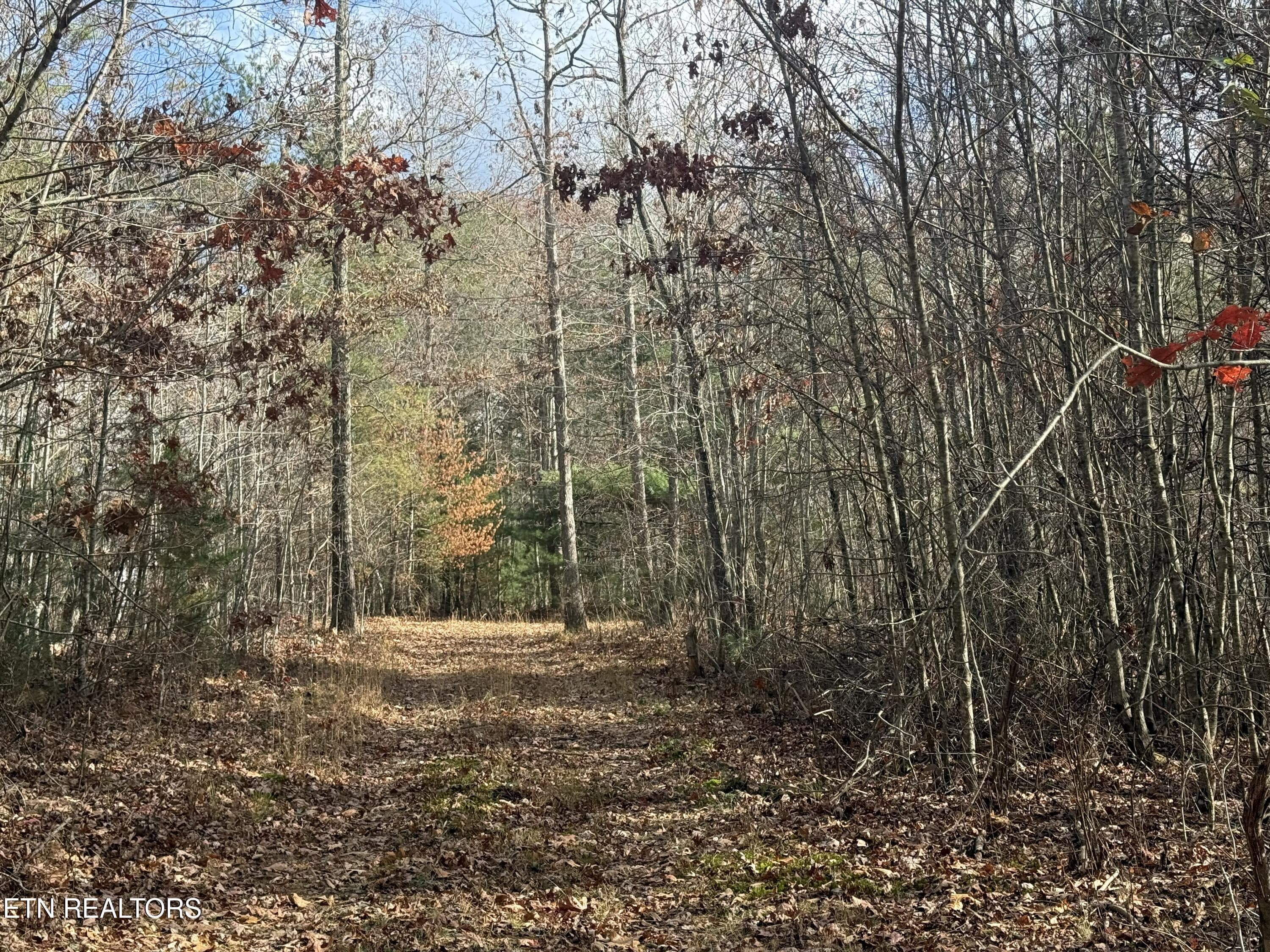 IMG_5884 - Valerie Drive 10.77 acres Drive, Deer Lodge, TN 37726, Deer Lodge