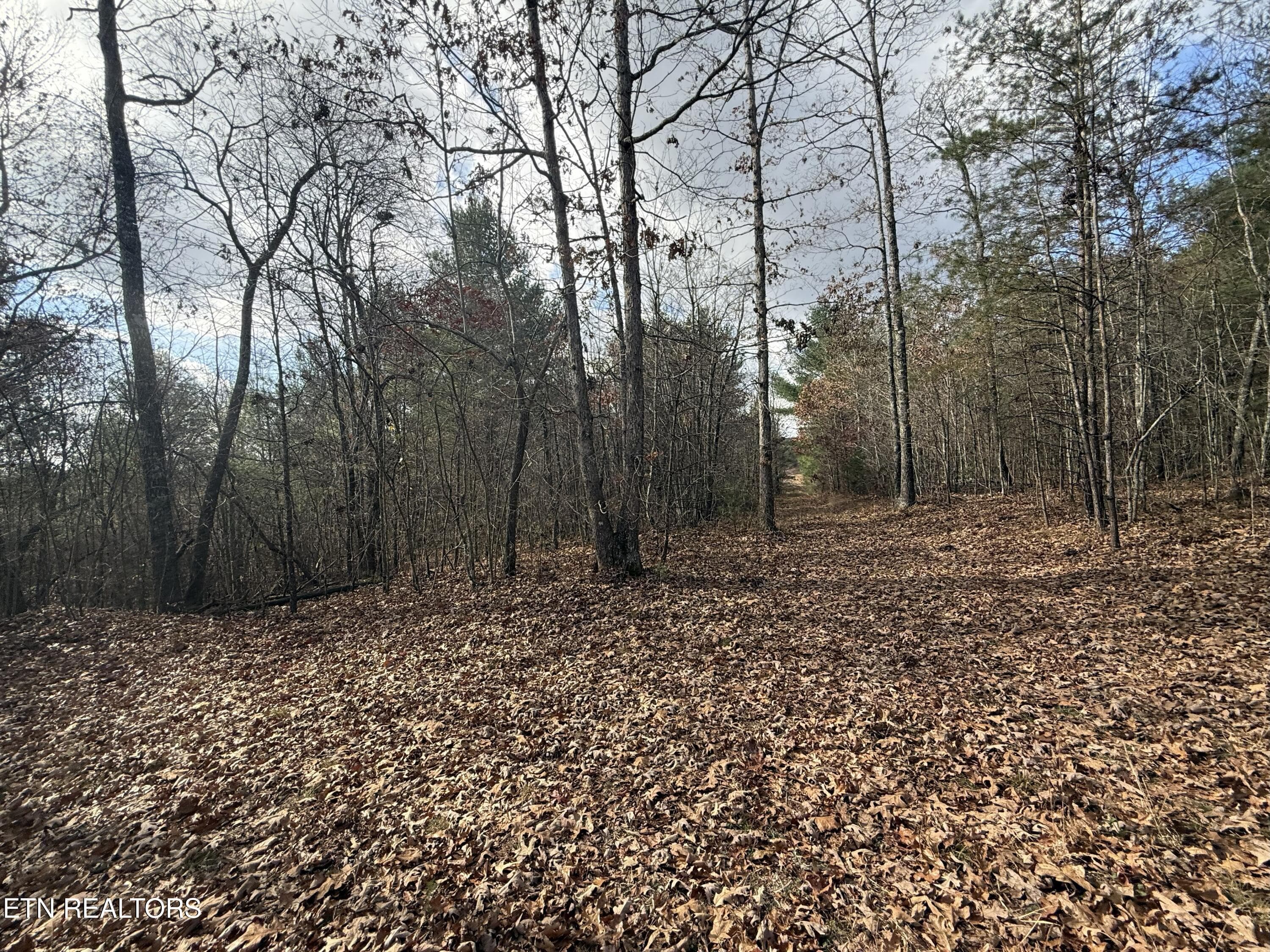 IMG_5886 - Valerie Drive 10.77 acres Drive, Deer Lodge, TN 37726, Deer Lodge