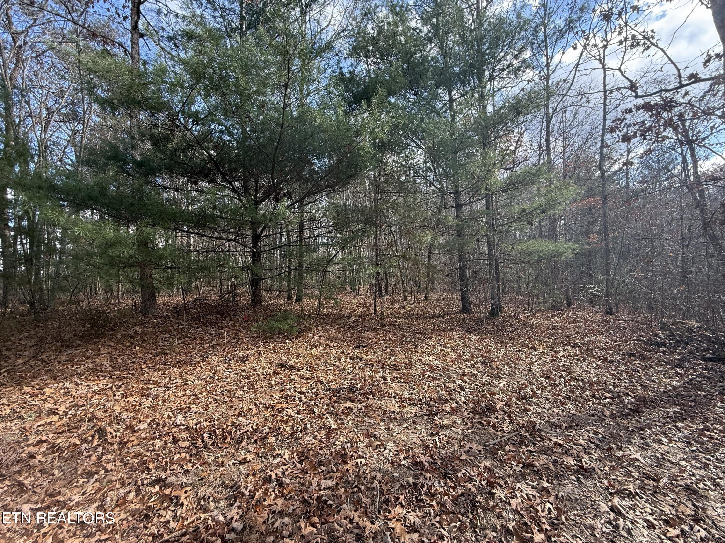 IMG_5892 - Valerie Drive 10.77 acres Drive, Deer Lodge, TN 37726, Deer Lodge